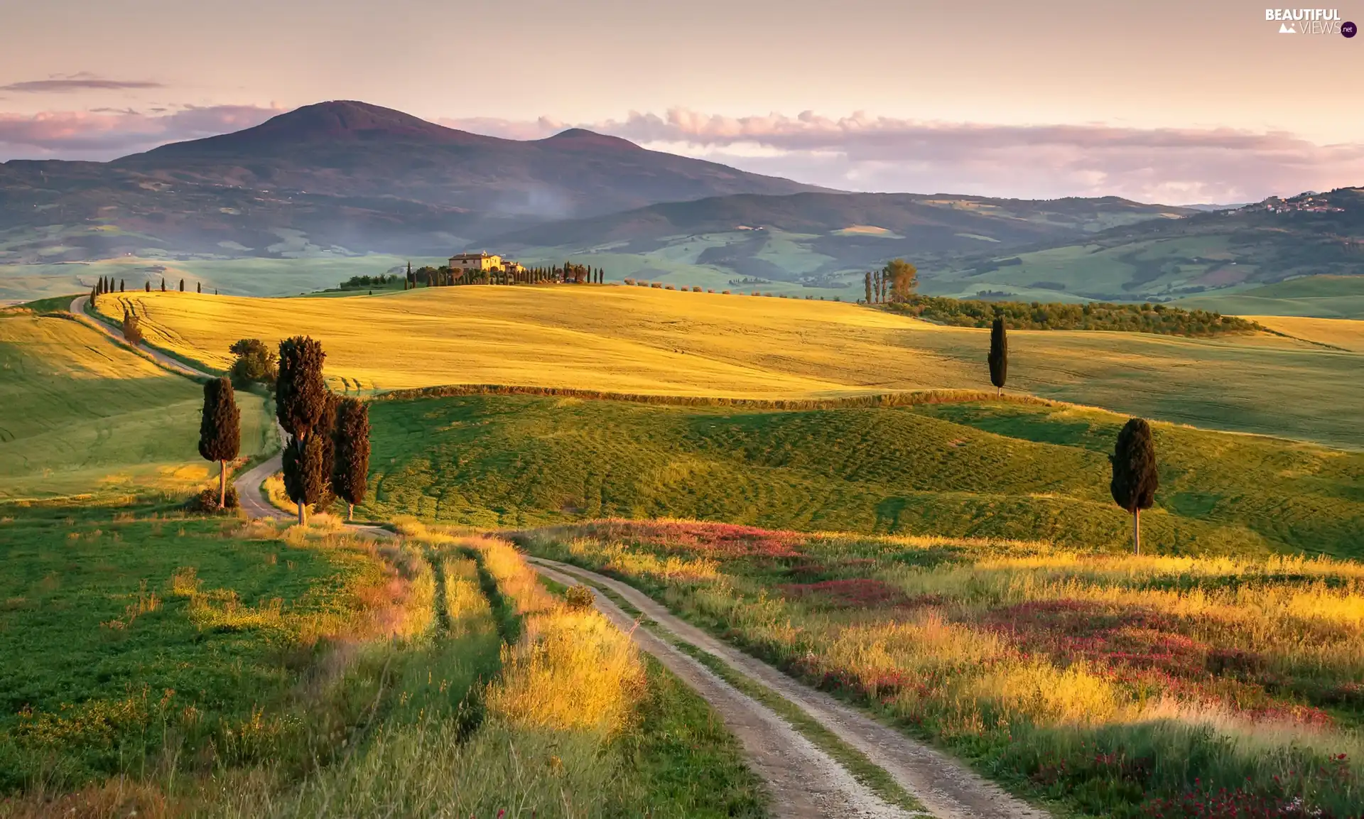 The Hills, field, viewes, Way, trees, Tuscany, Italy, Houses