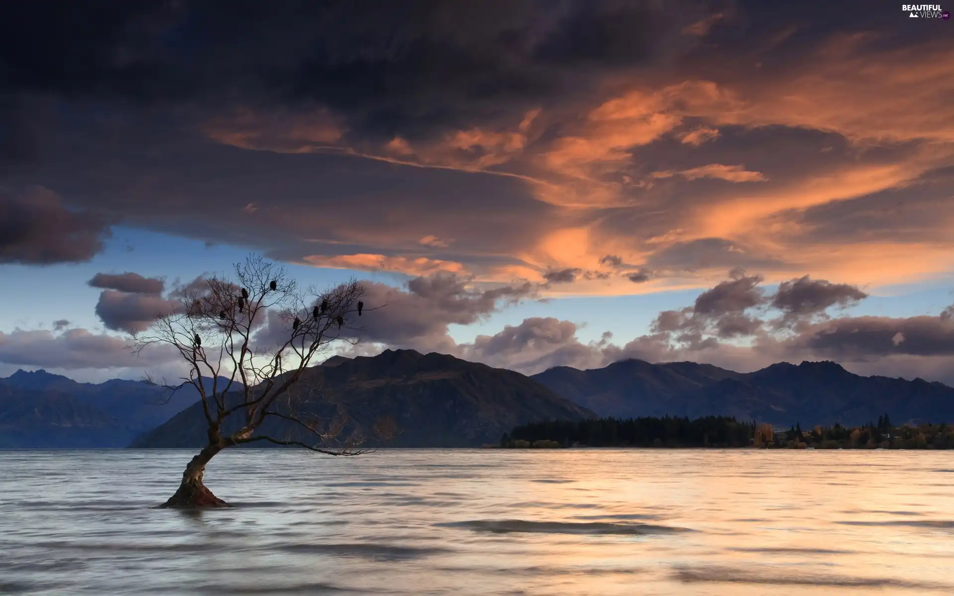 birds, lonely, sun, trees, water, west, The Hills