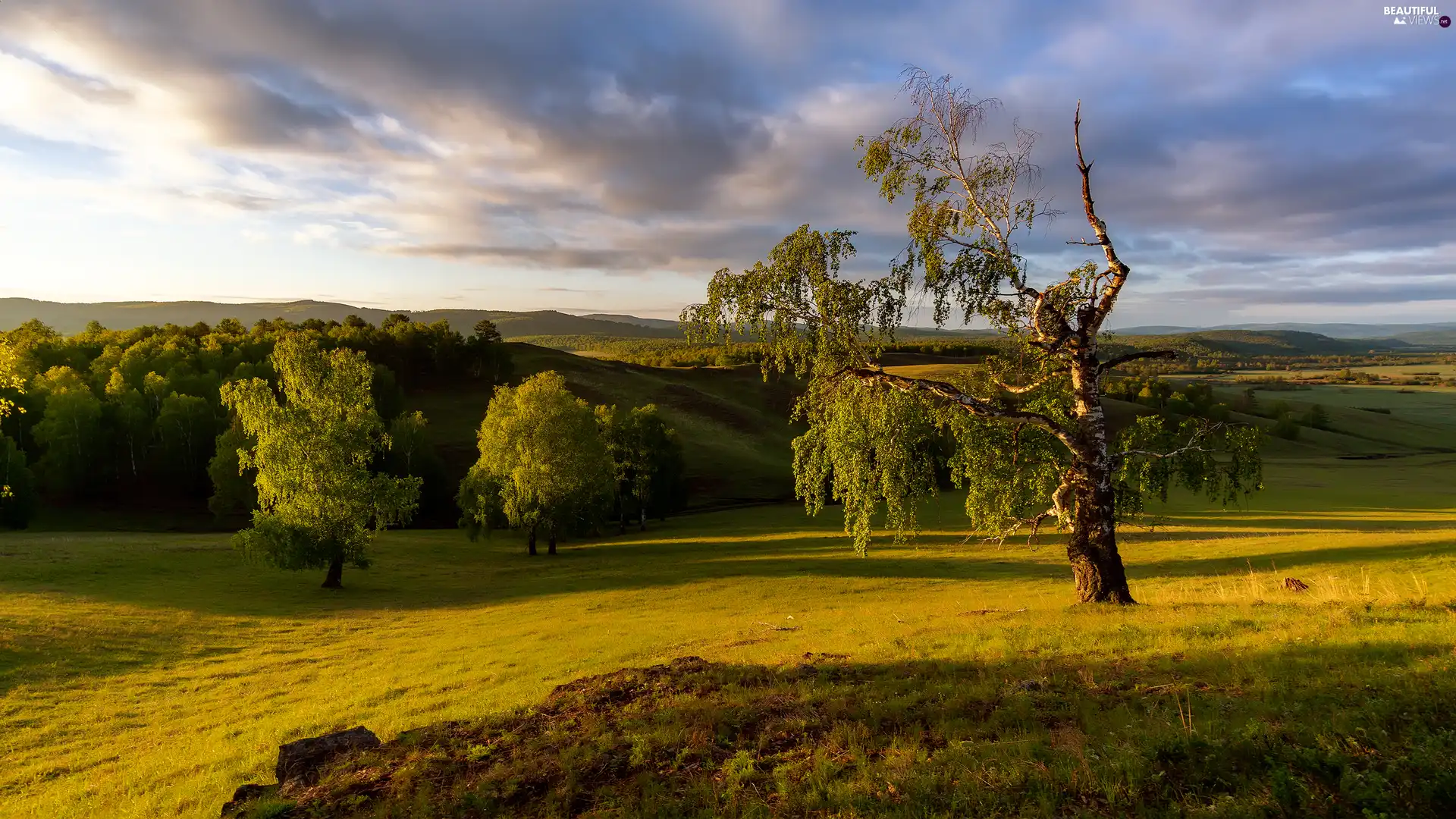 The Hills, viewes, medows, trees