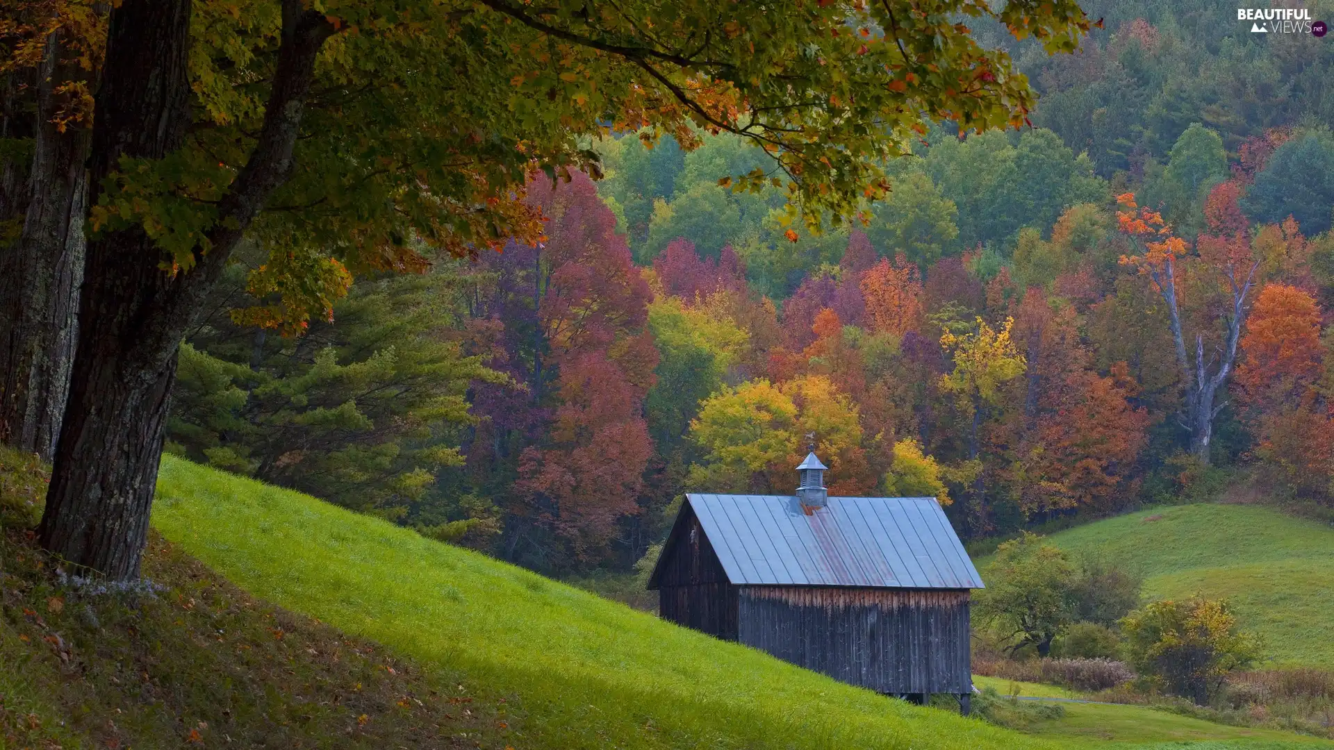 viewes, color, Mountains, trees, woods, Home, autumn