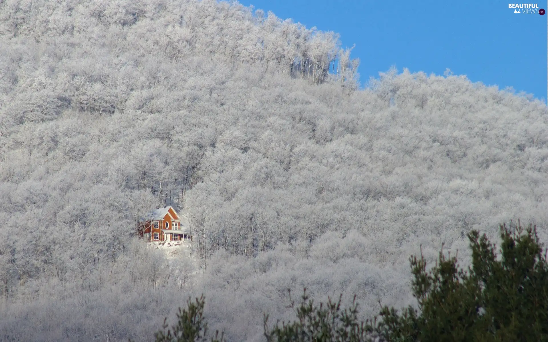 Home, winter, forest, small, thick