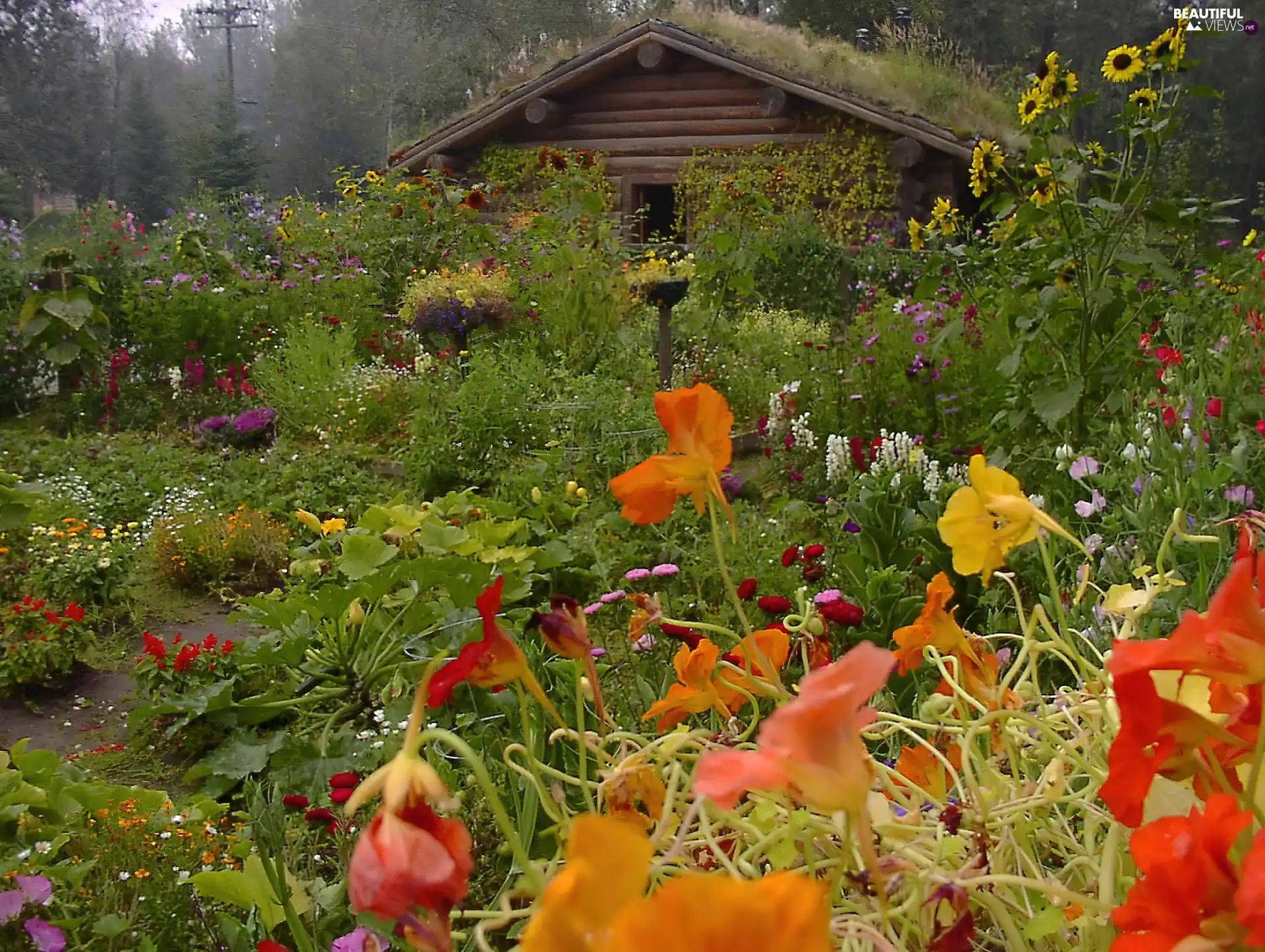 Home, garden, wooden