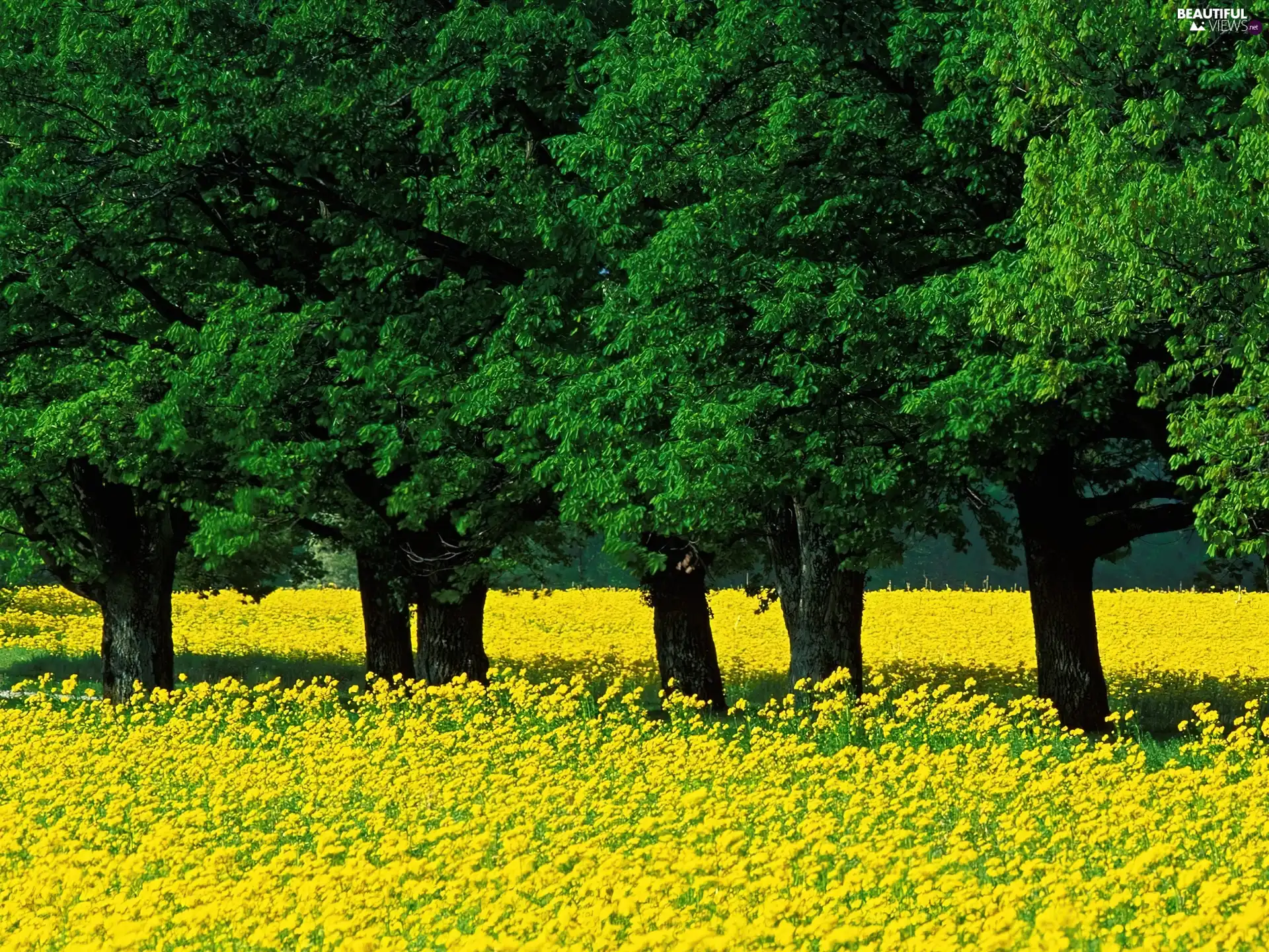 trees, Spring, Yellow Honda, Meadow, viewes, green ones