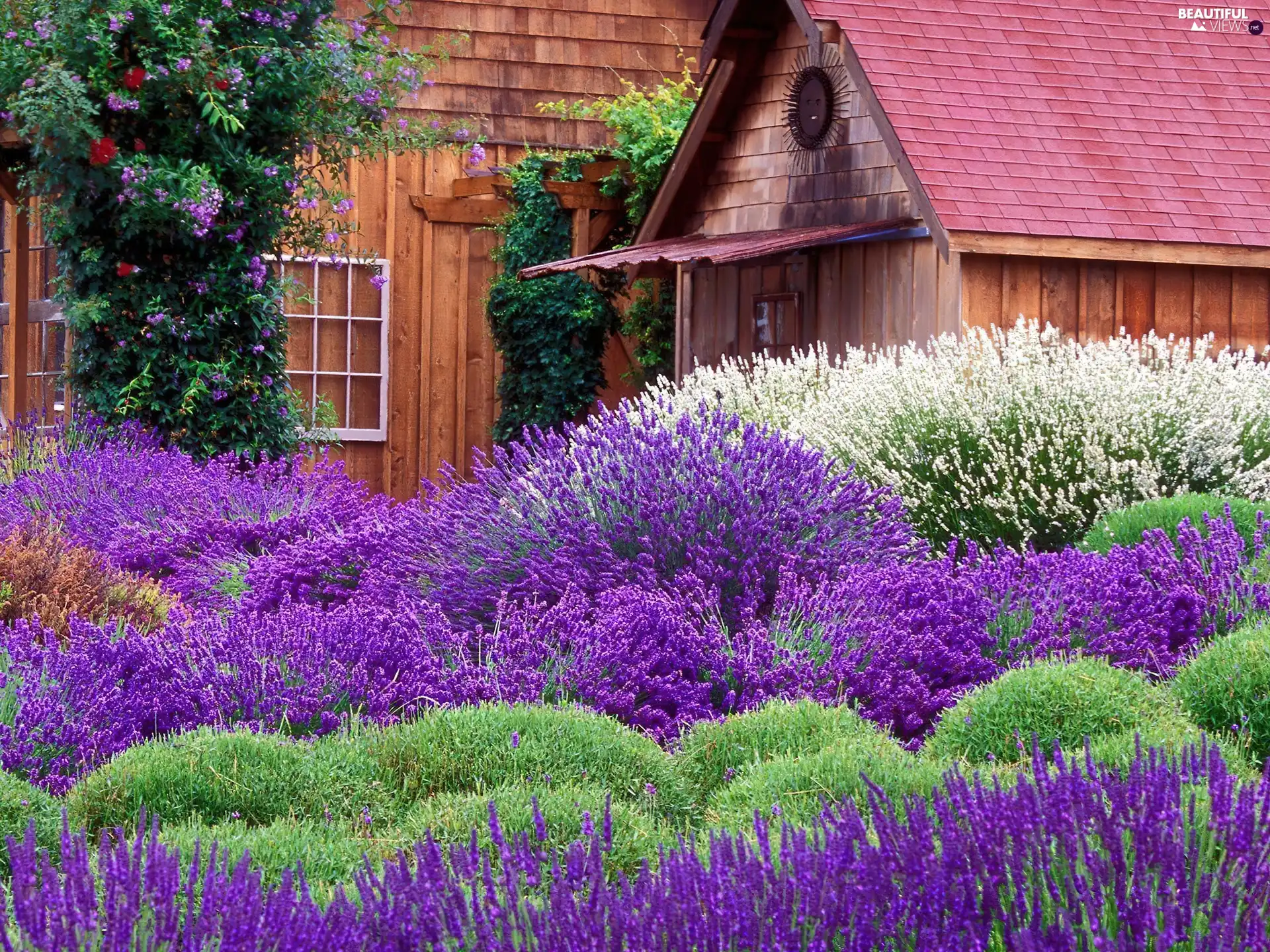 house, lavender, Garden