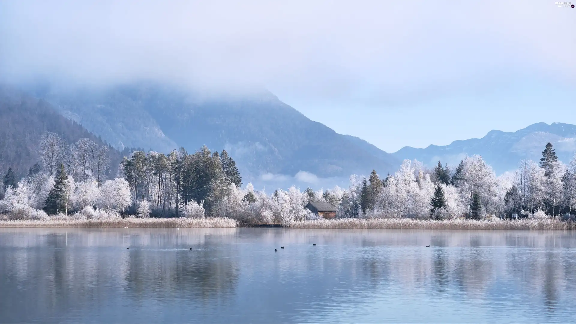 trees, ducks, Mountains, house, lake, viewes, Fog