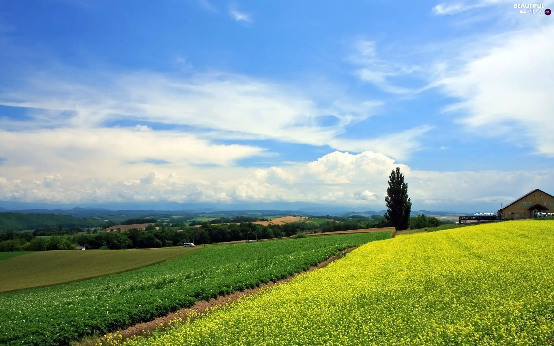 house, Sky, rape, trees, Field