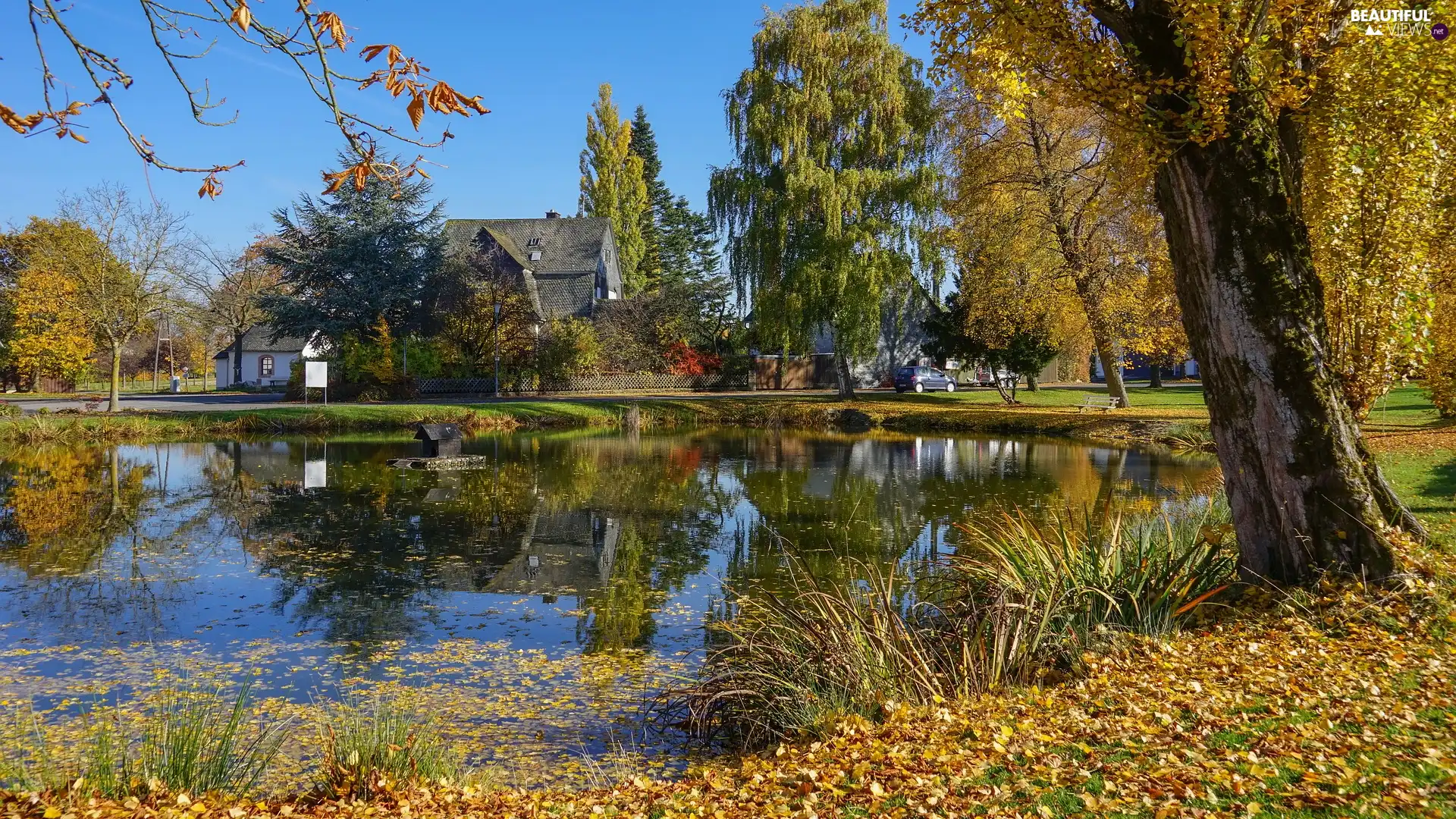 viewes, Pond - car, Houses, autumn, grass, trees