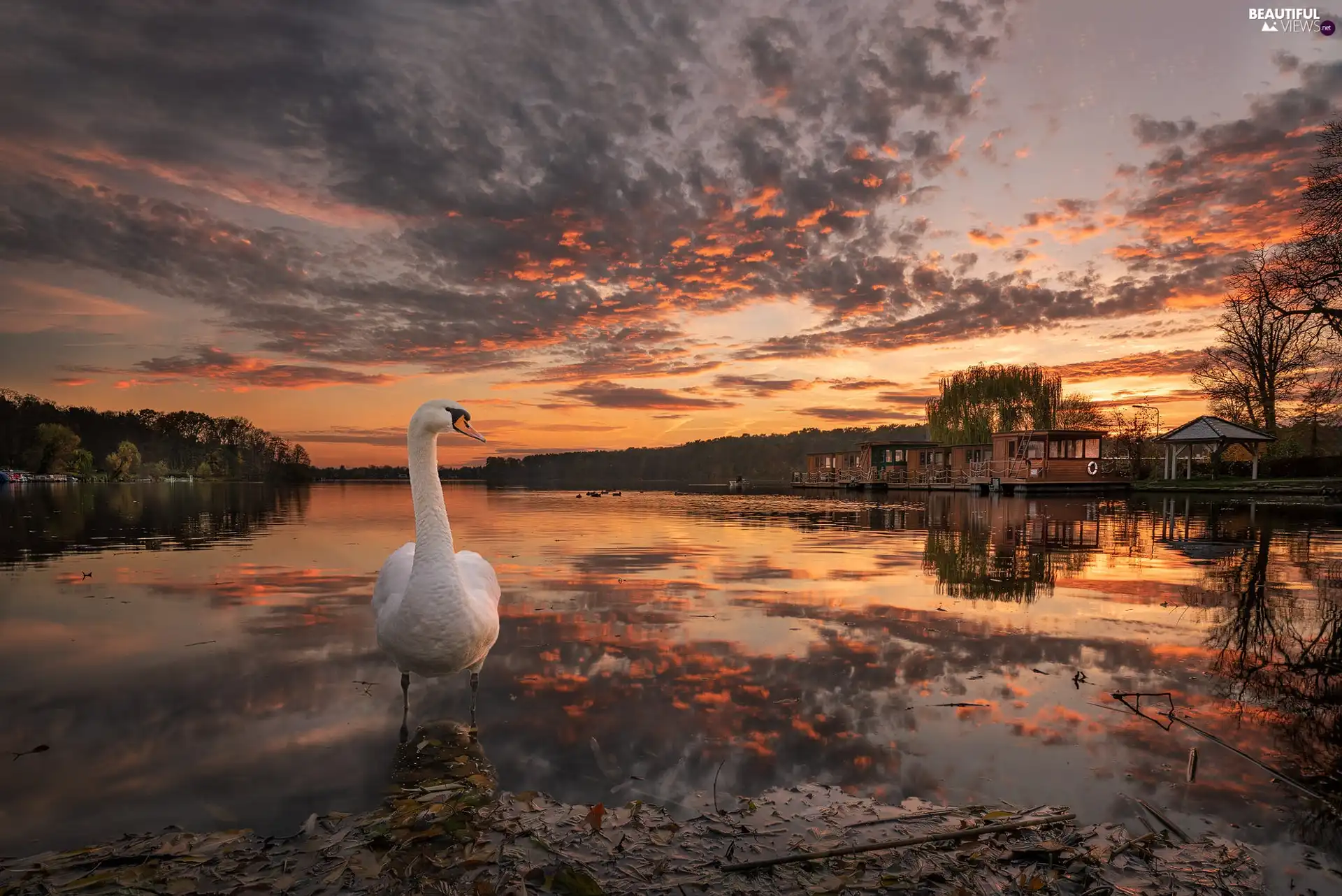 Swans, Houses, Great Sunsets, lake