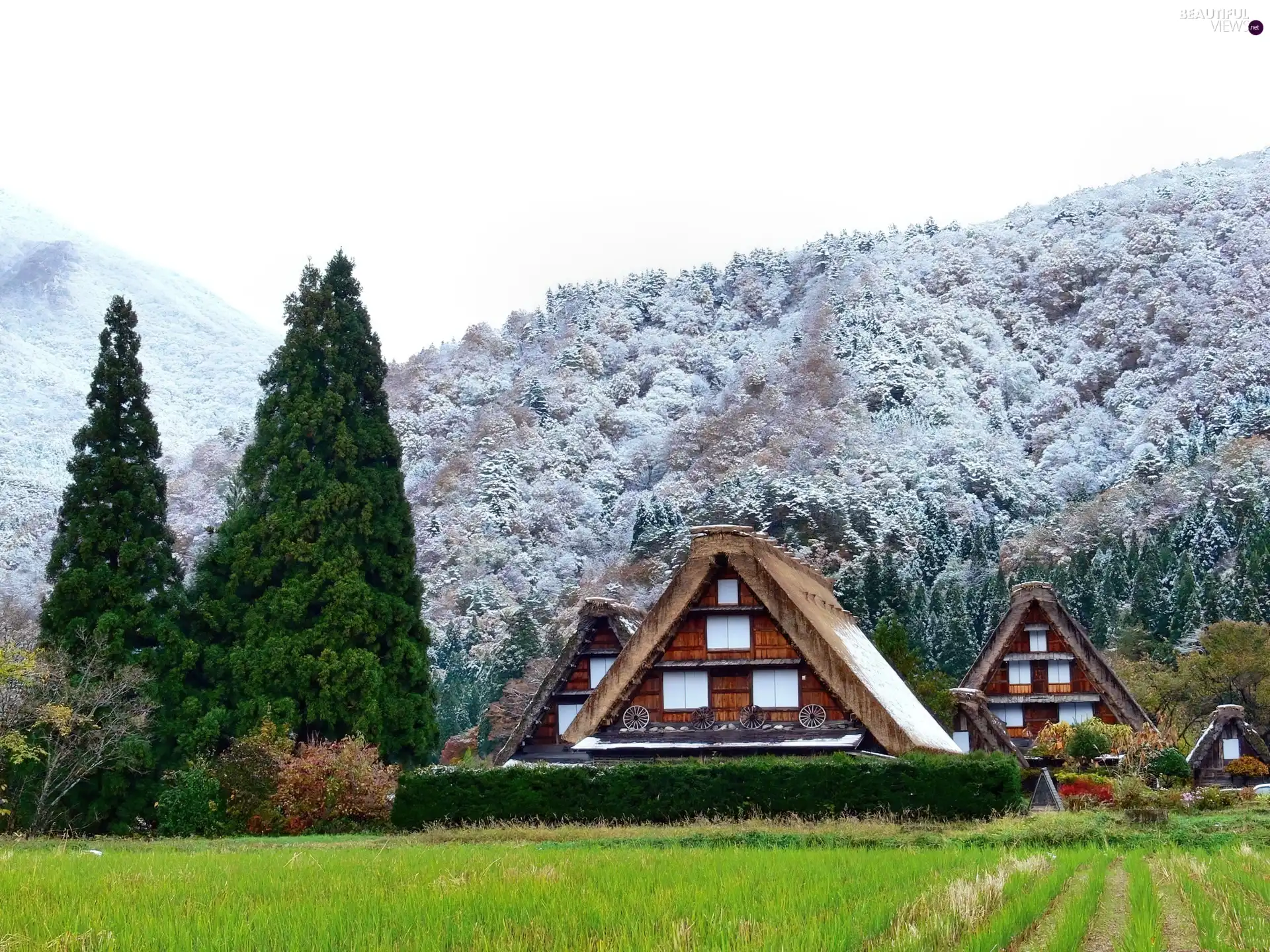 Houses, Mountains, woods