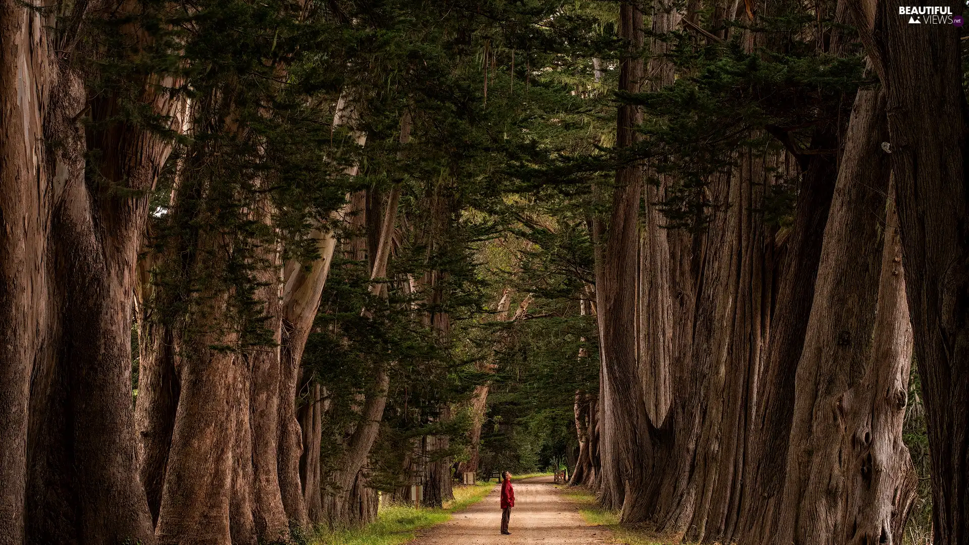 Way, Human, trees, viewes, alley