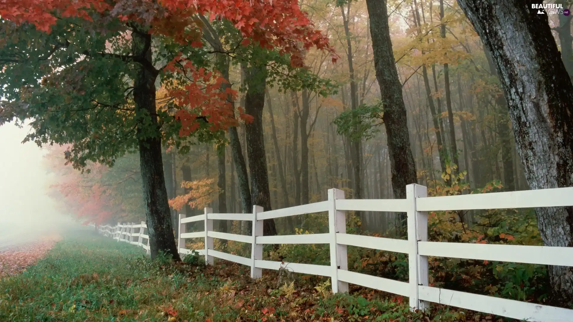 forest, White, Hurdle, Fog