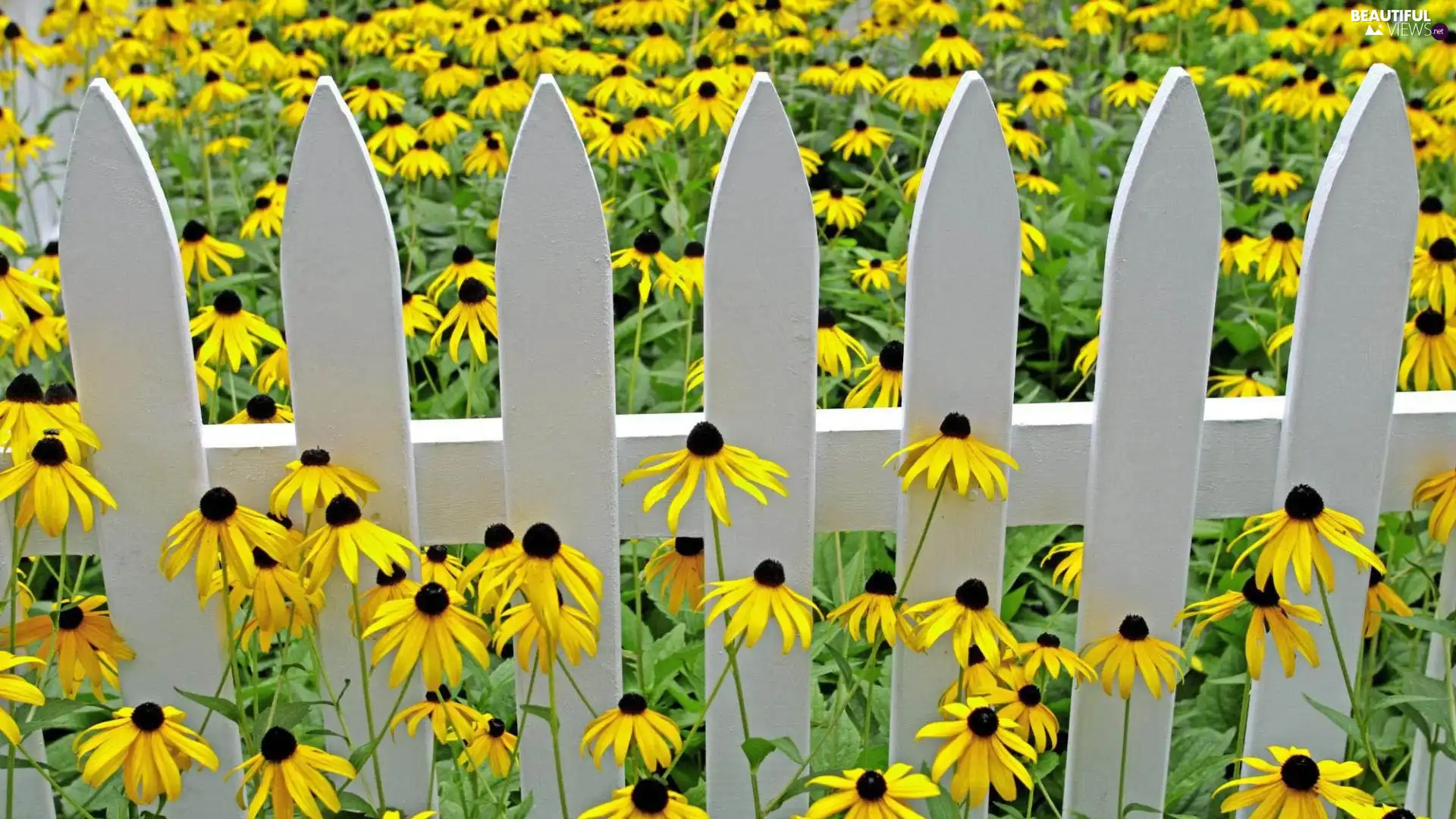 Hurdle, Meadow, Rudbeckia