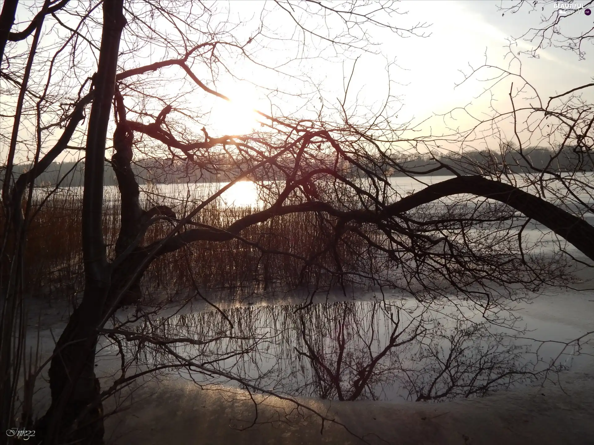 Icecream, reflection, viewes, branch pics, trees