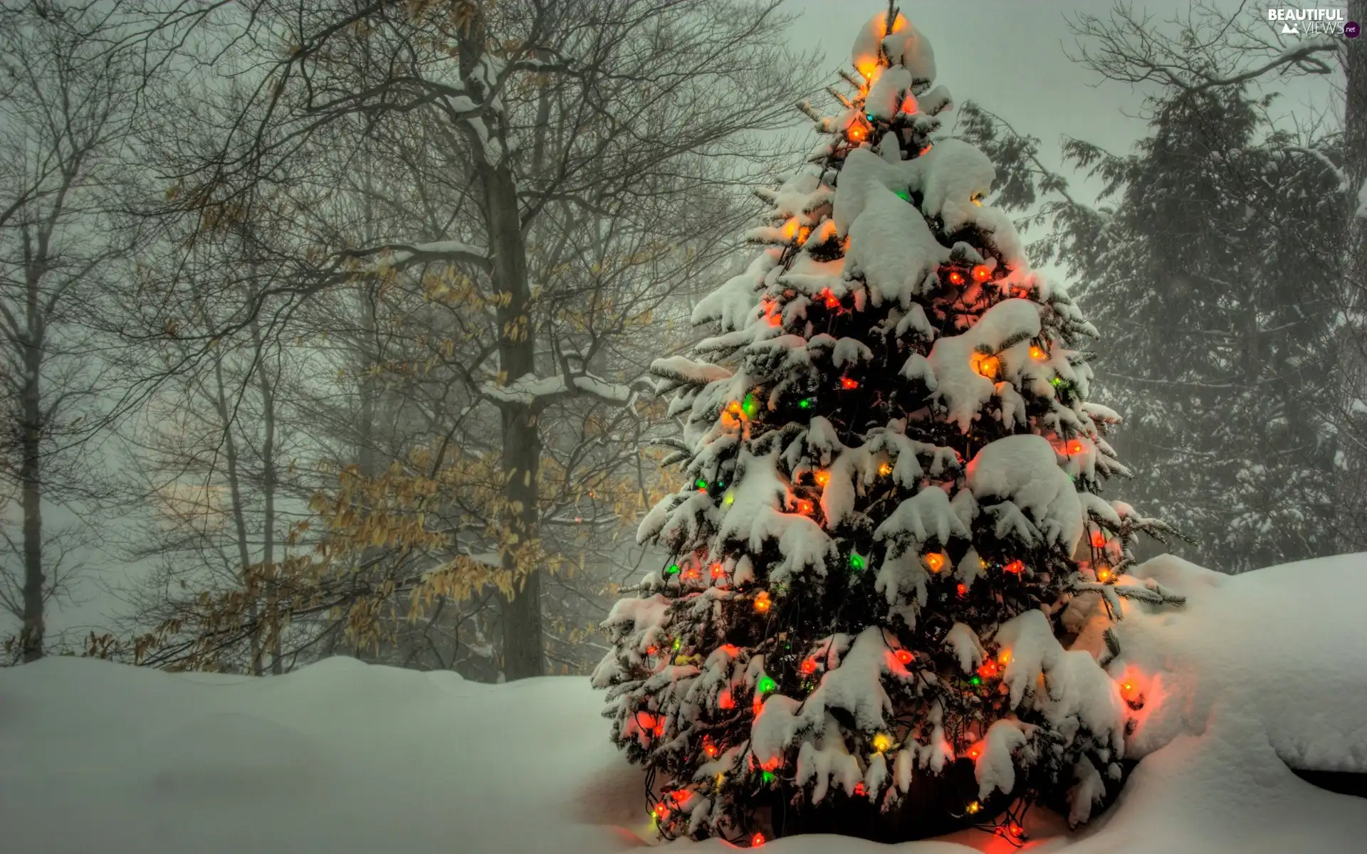 illuminated, christmas tree, viewes, snow, trees