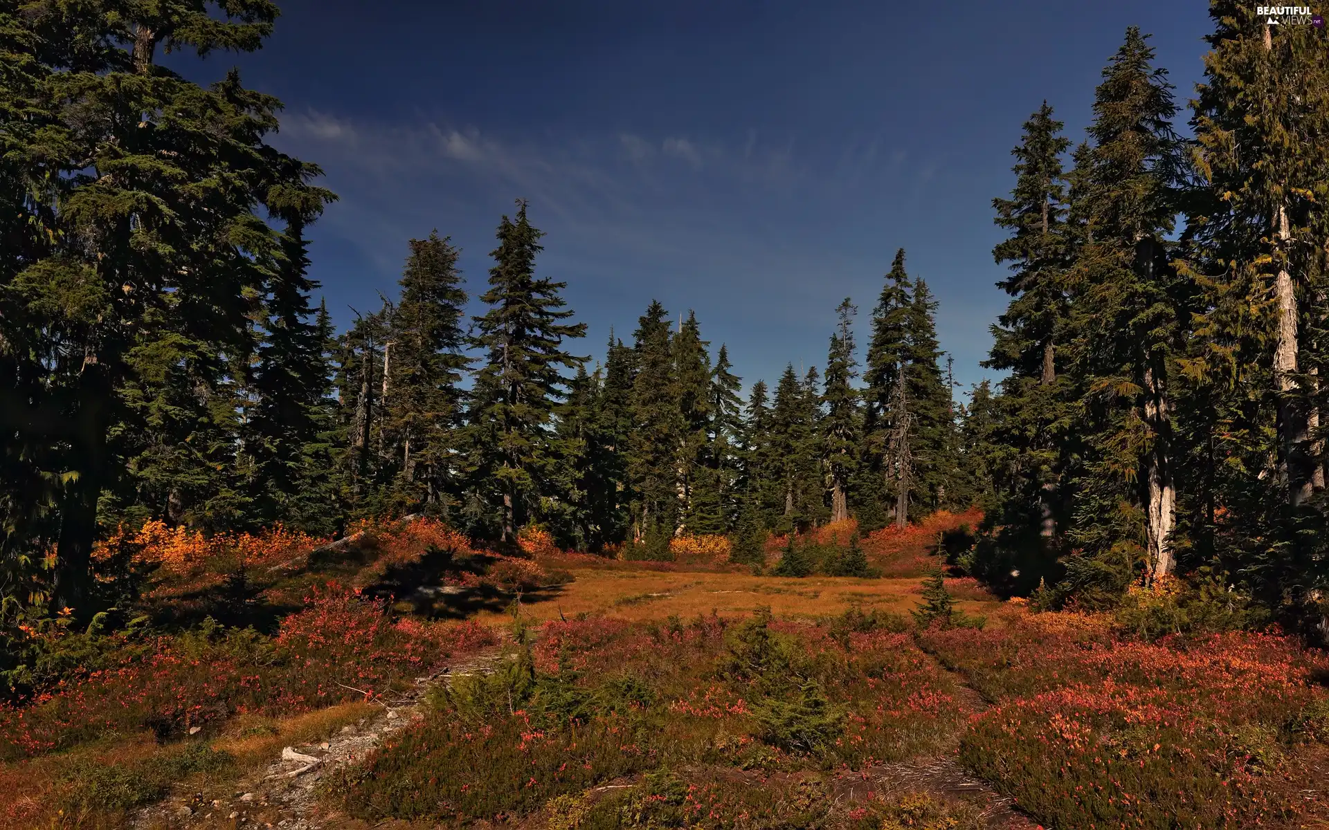 car in the meadow, Sky, trees, viewes, forest