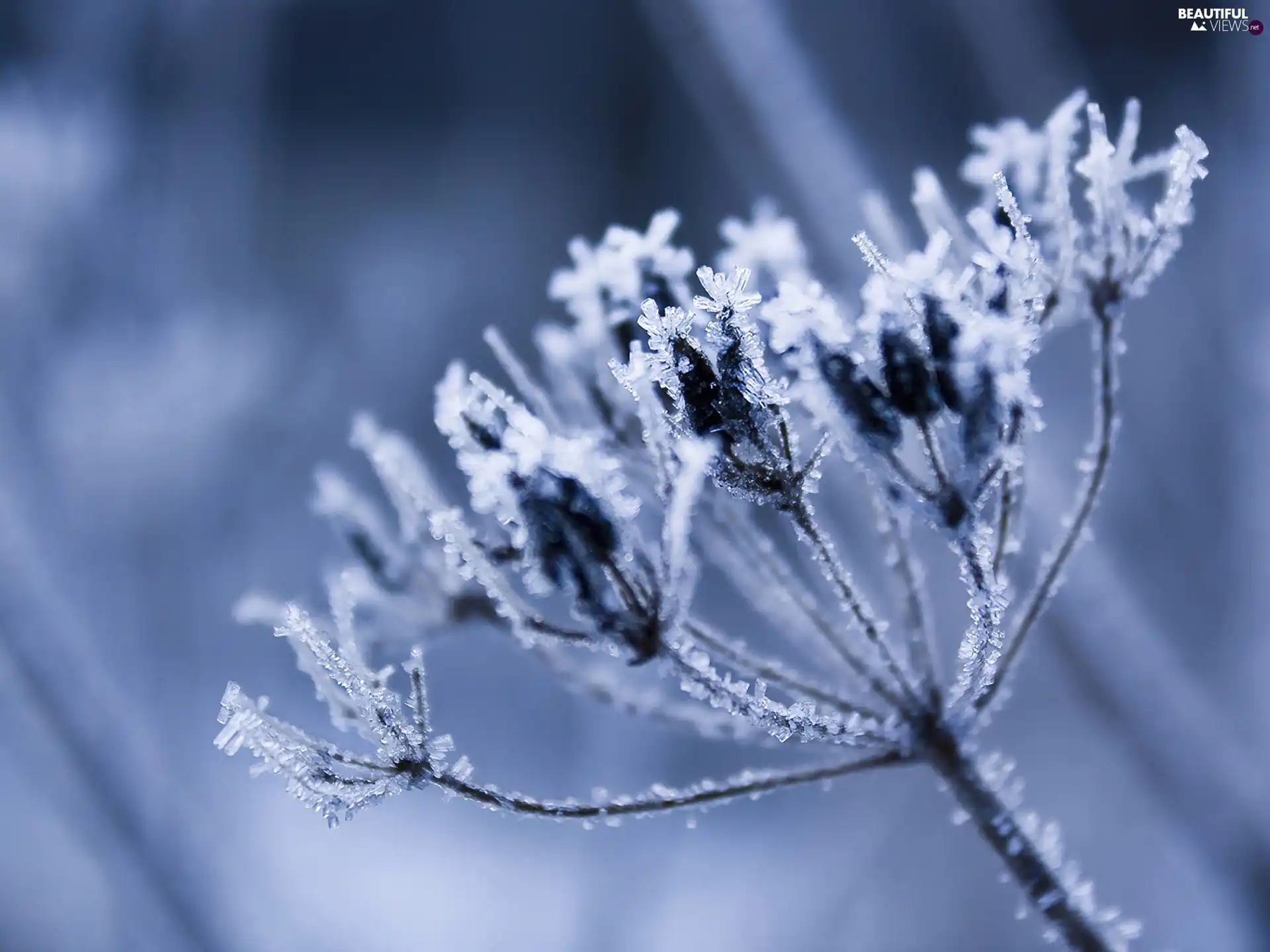 frozen, radial, inflorescence, plant