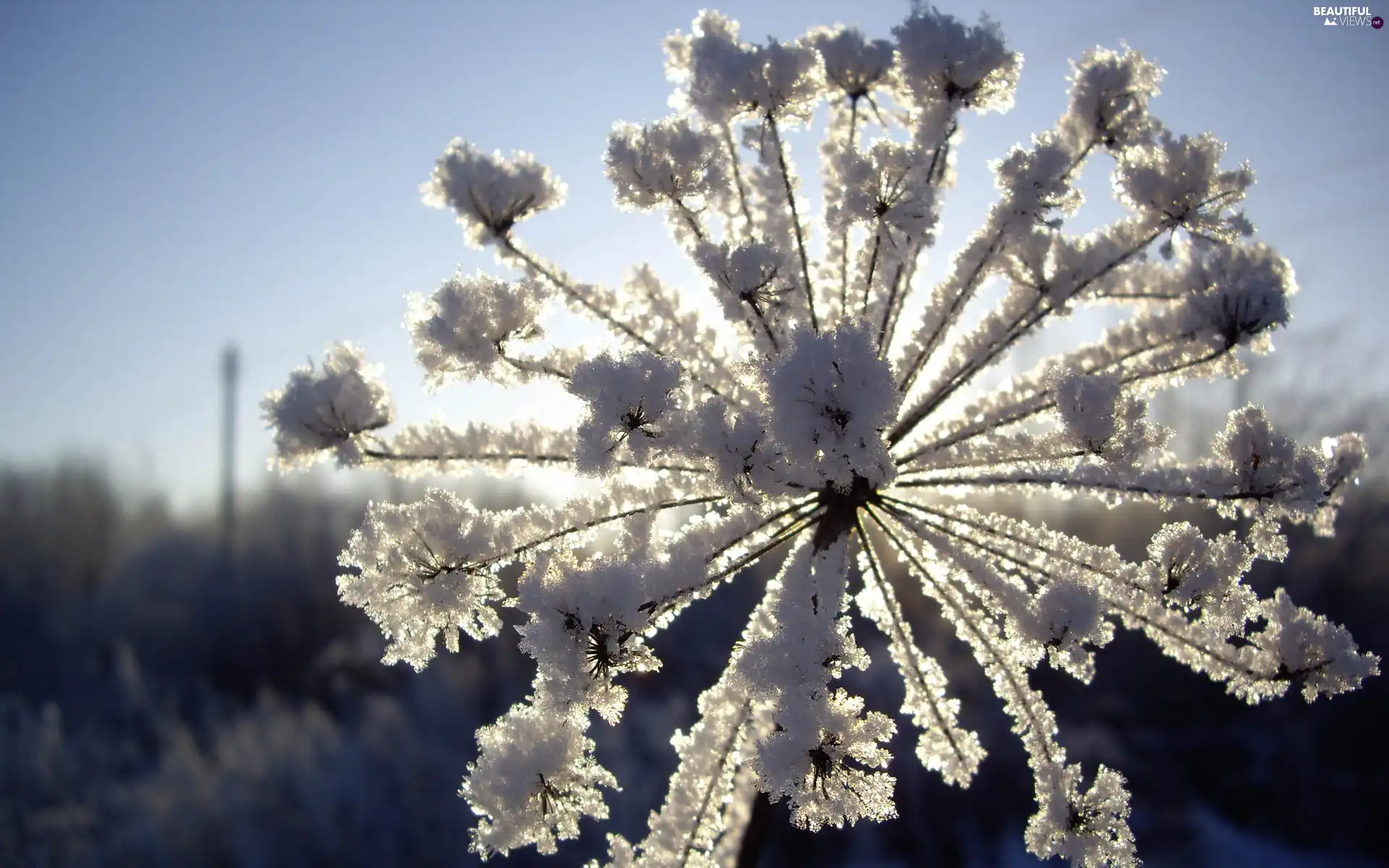 frozen, radial, inflorescence, plant