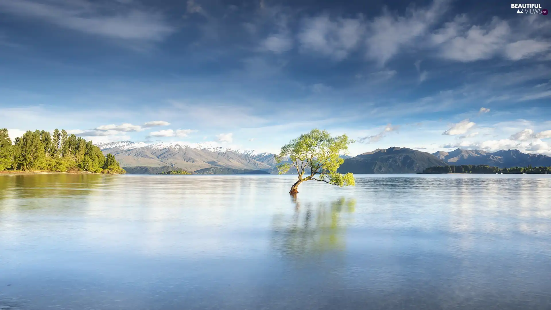 Wanaka Lake, South Island, New Zeland, trees