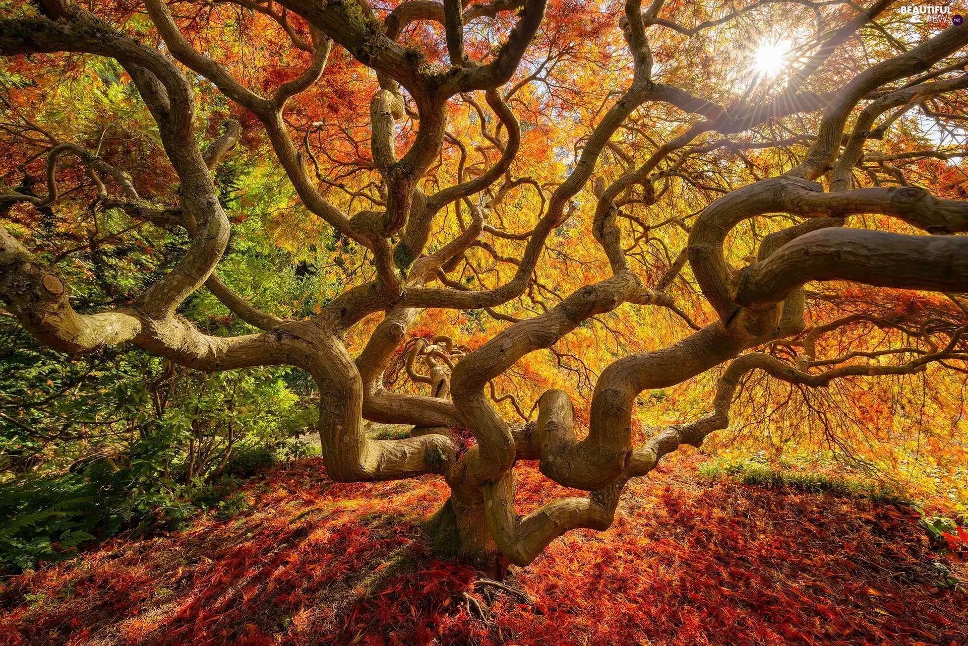 trees, nature, Maple Palm, Leaf, Japanese Maple, autumn