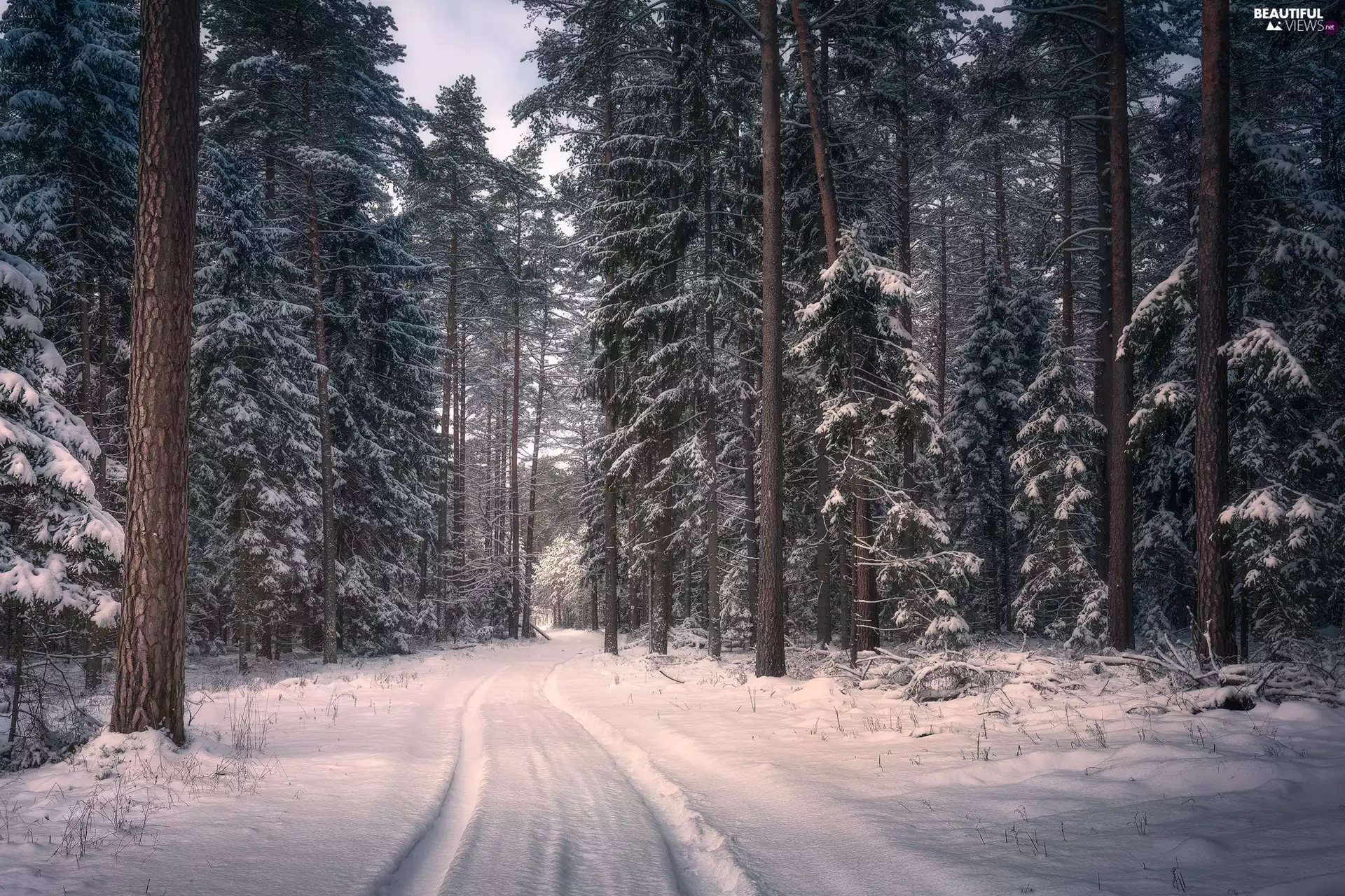 Knyszyn Forest, winter, Way, forest, viewes, Podlachia, Poland, trees