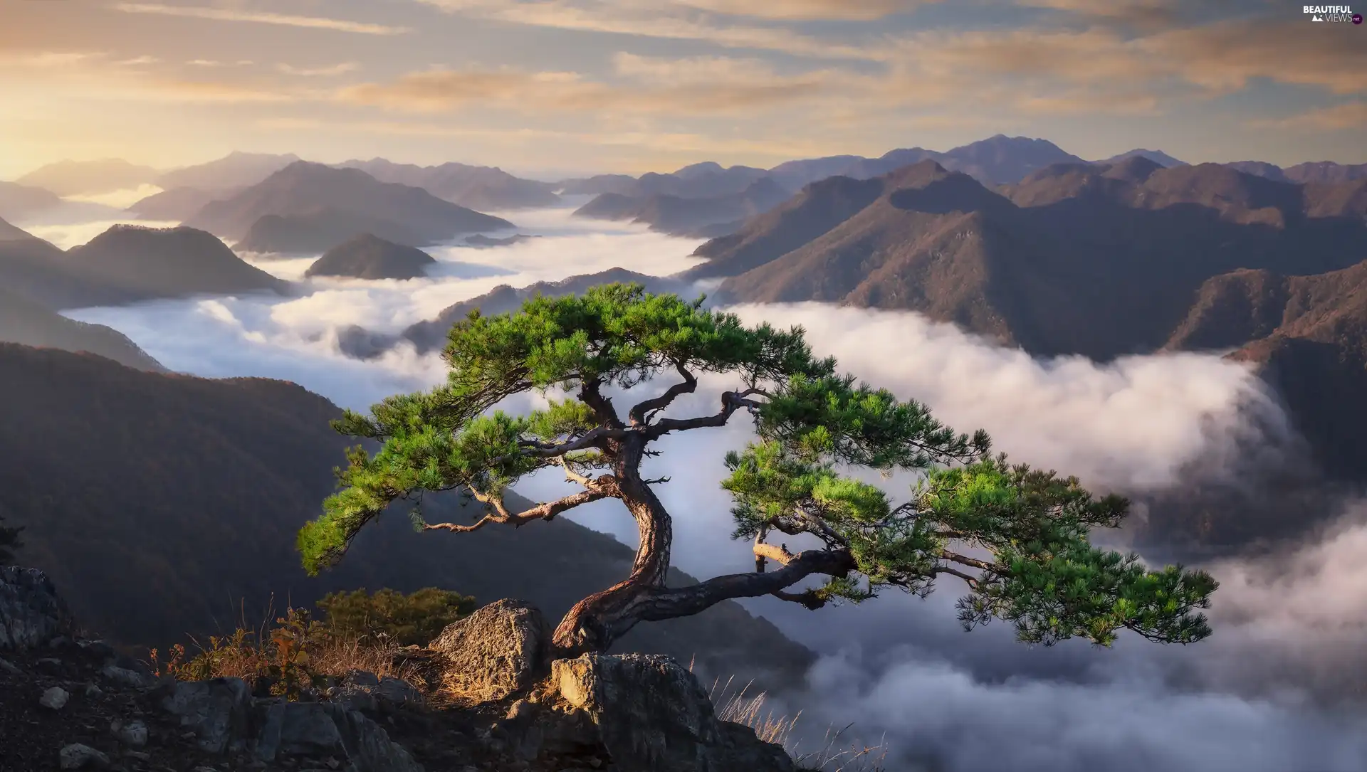 Mountains, Fog, South Korea, dawn, North Jeolla Province, pine, Rocks, Daedunsan Provincial Park