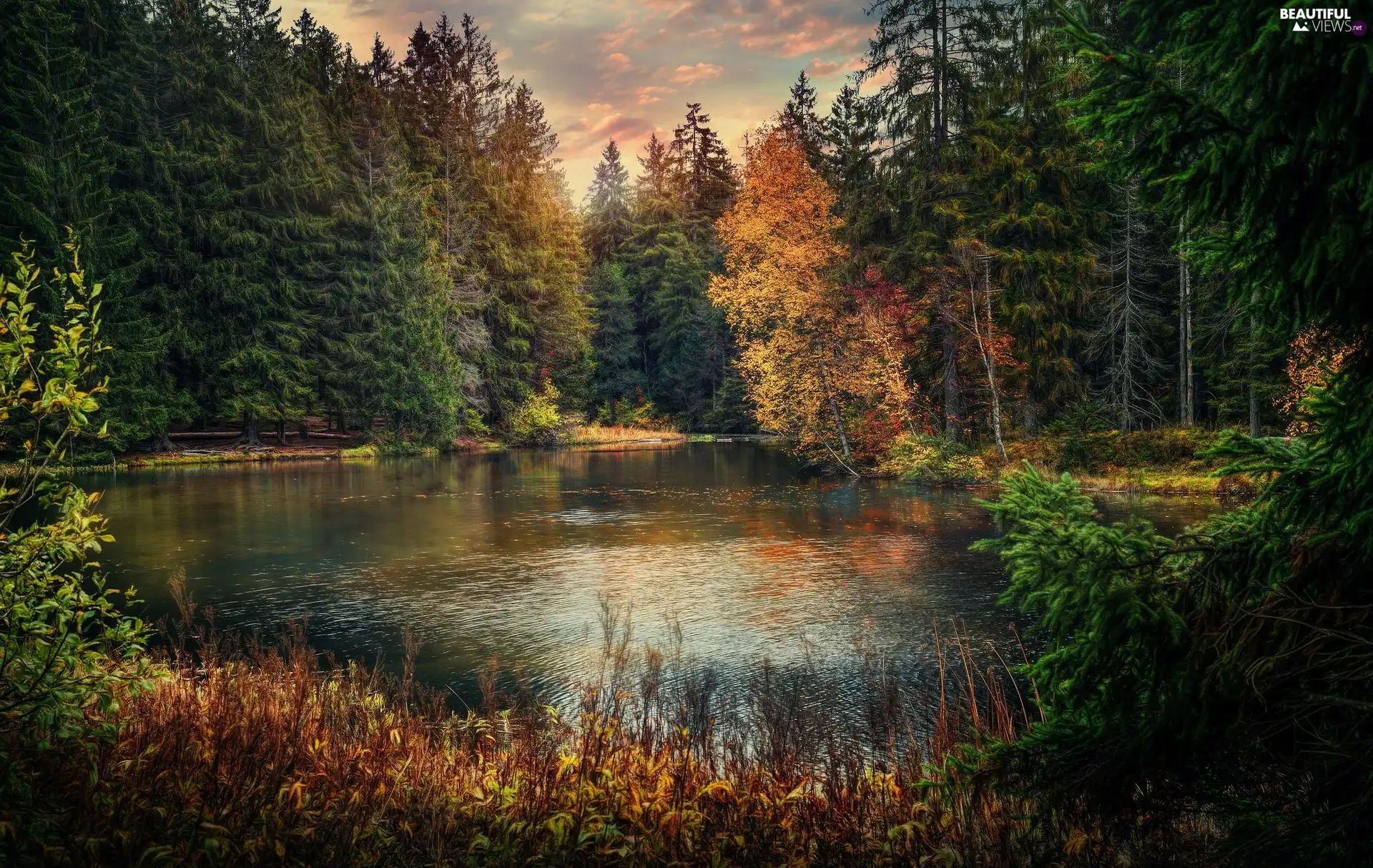 forest, Canton of Jura, trees, Étang de la Gruère Lake, Switzerland, autumn, viewes