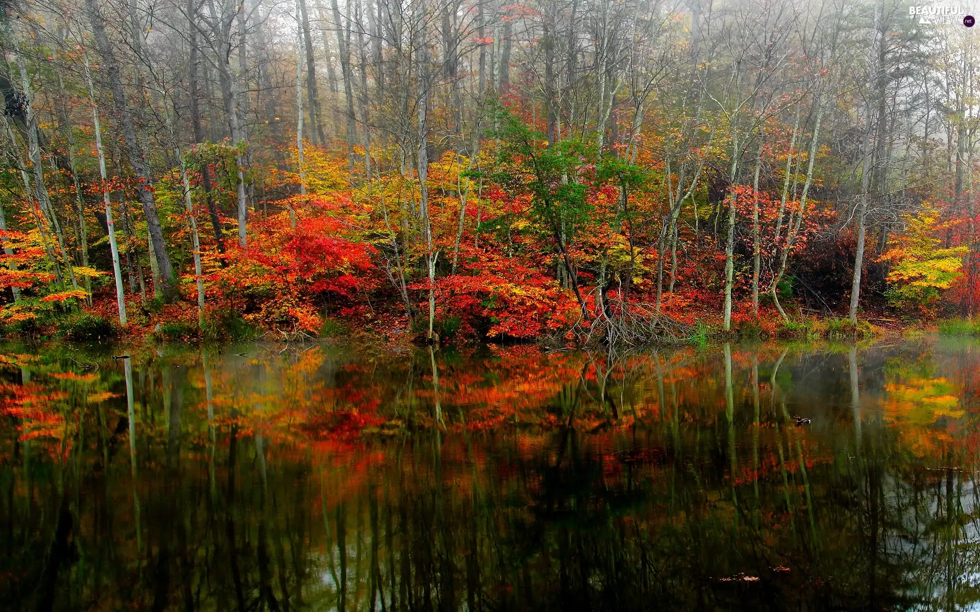 autumn, viewes, lake, trees