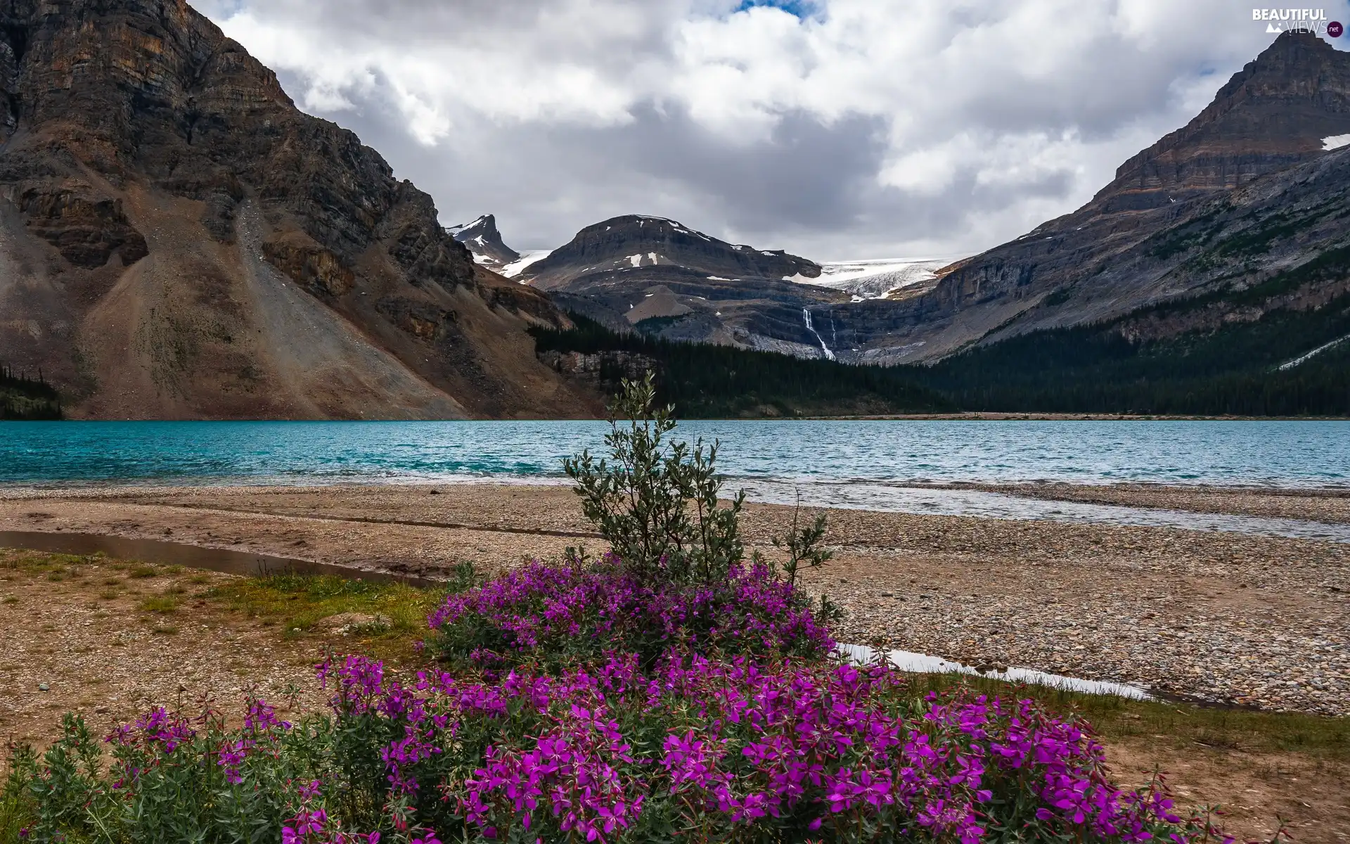 Province of Alberta, Canada, Banff National Park, Bow Lake, Flowers, clouds, trees, viewes, Mountains