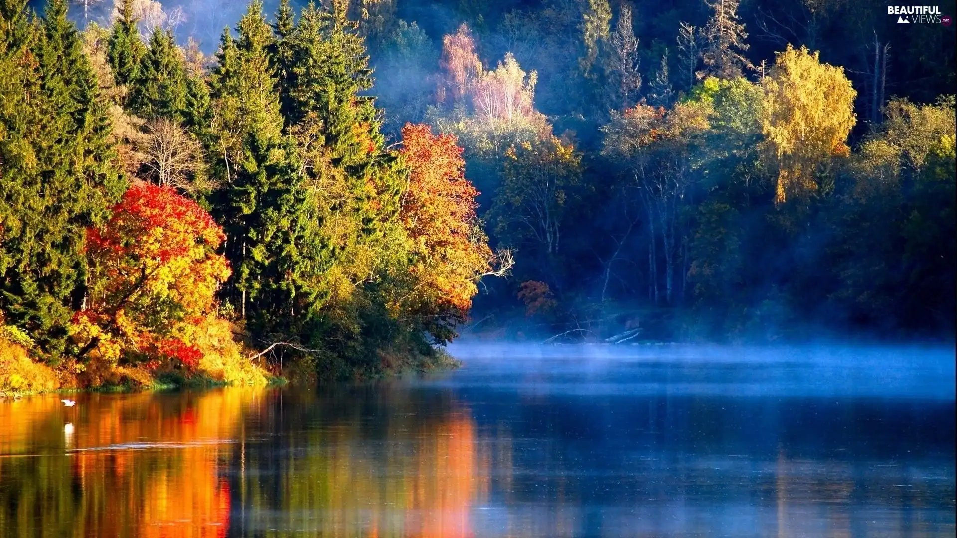 lake, Fog, trees, viewes, Autumn