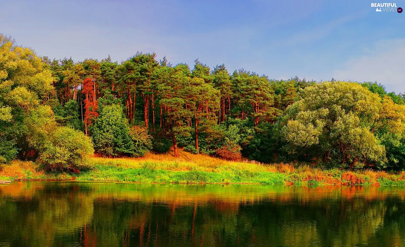 forest, lake