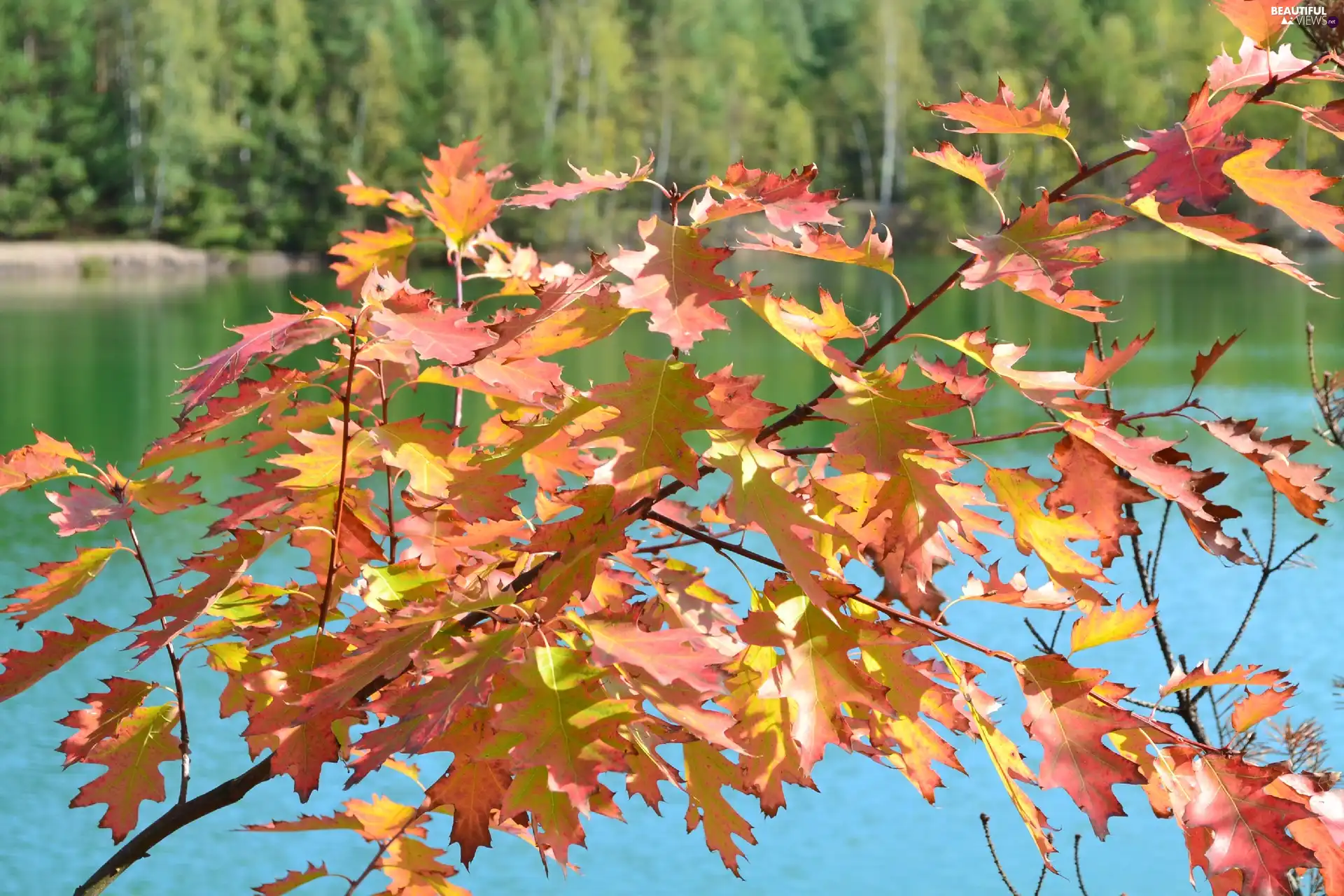 lake, forest, Leaf, oak, Autumn