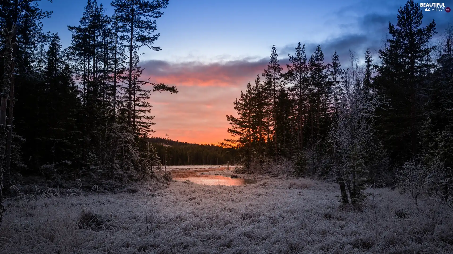 lake, grass, Great Sunsets, White frost, forest, winter, clouds