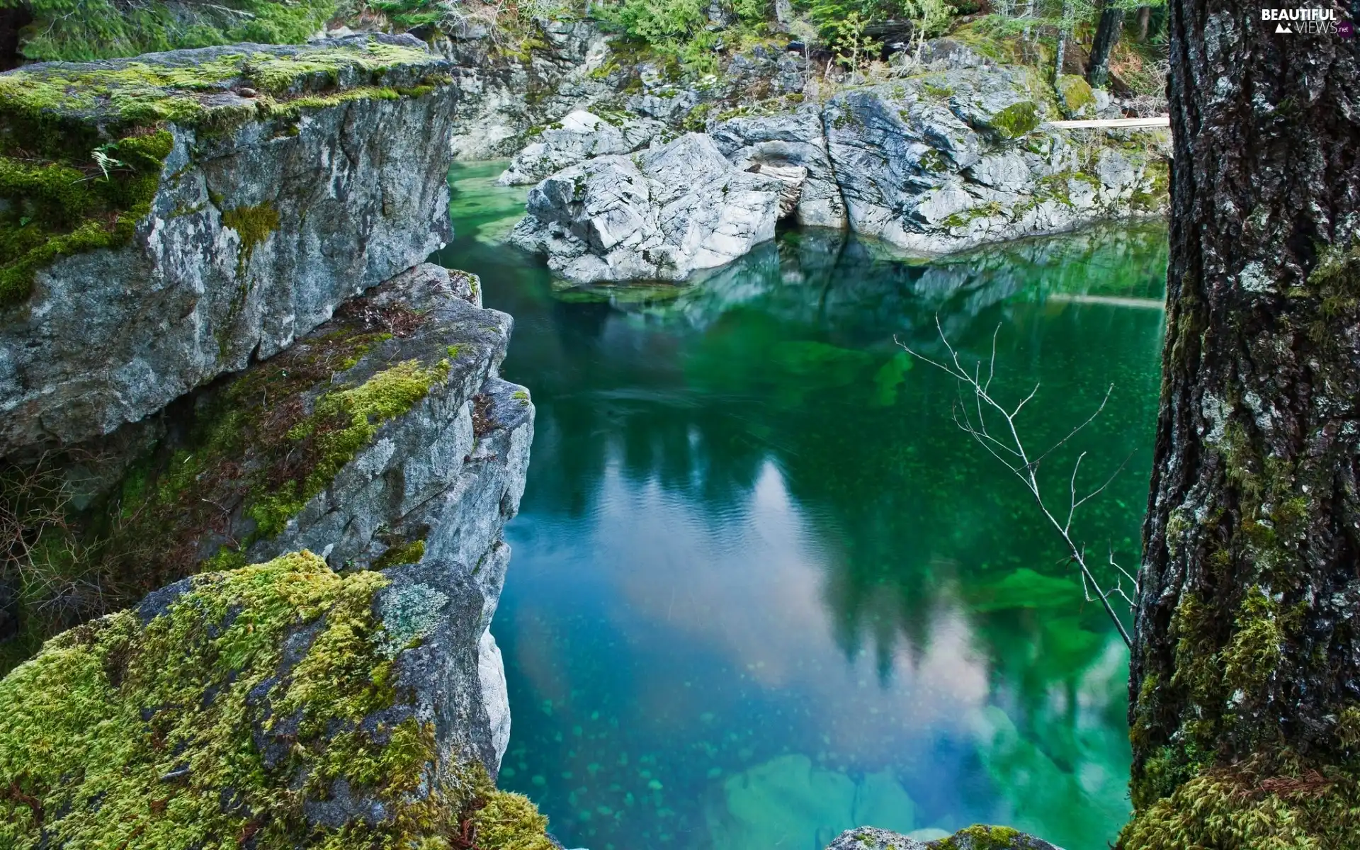 rocks, little doggies, lake