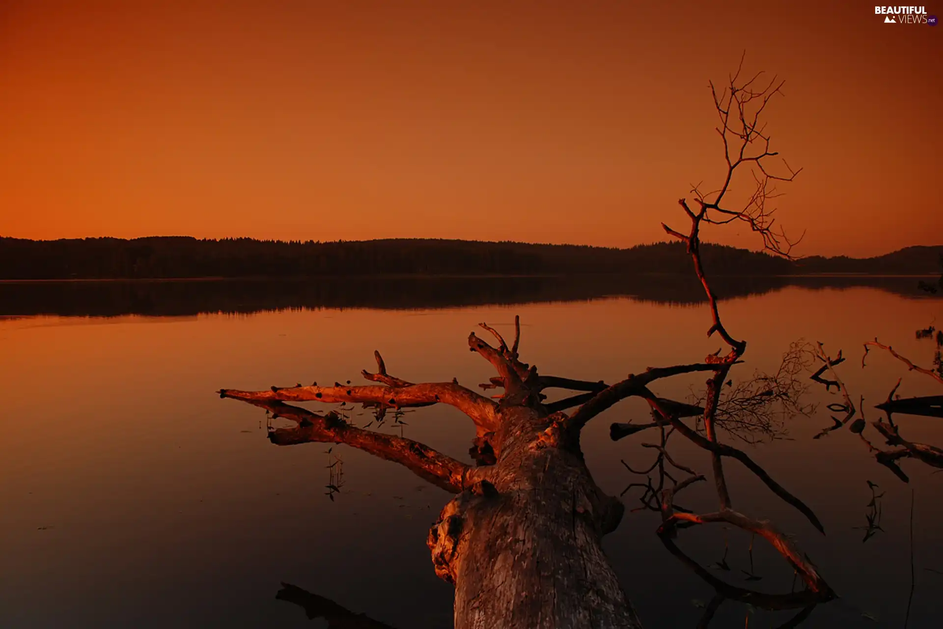 woods, west, trees, viewes, Lod on the beach, lake