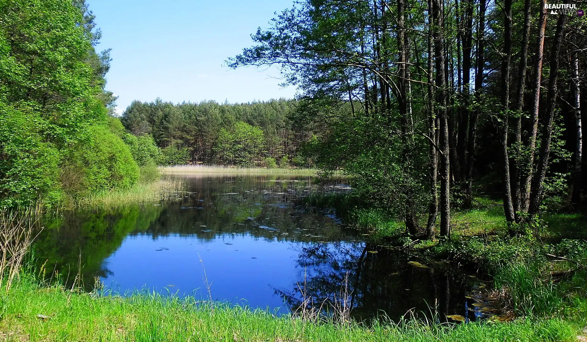 Spring, viewes, lake, trees