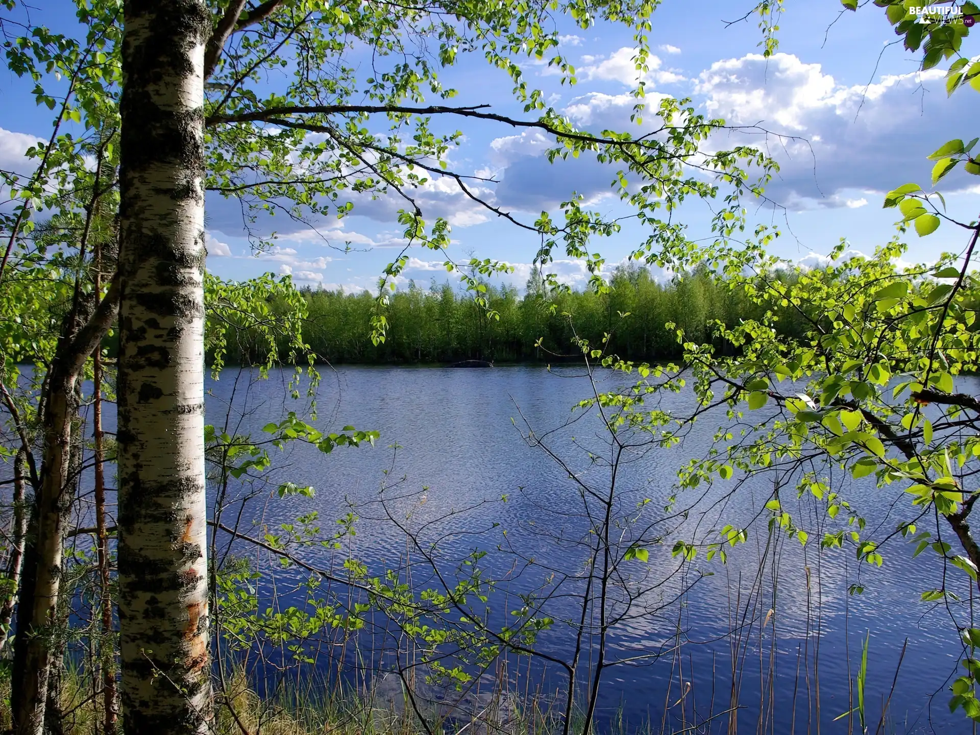 trees, birch, lake, viewes