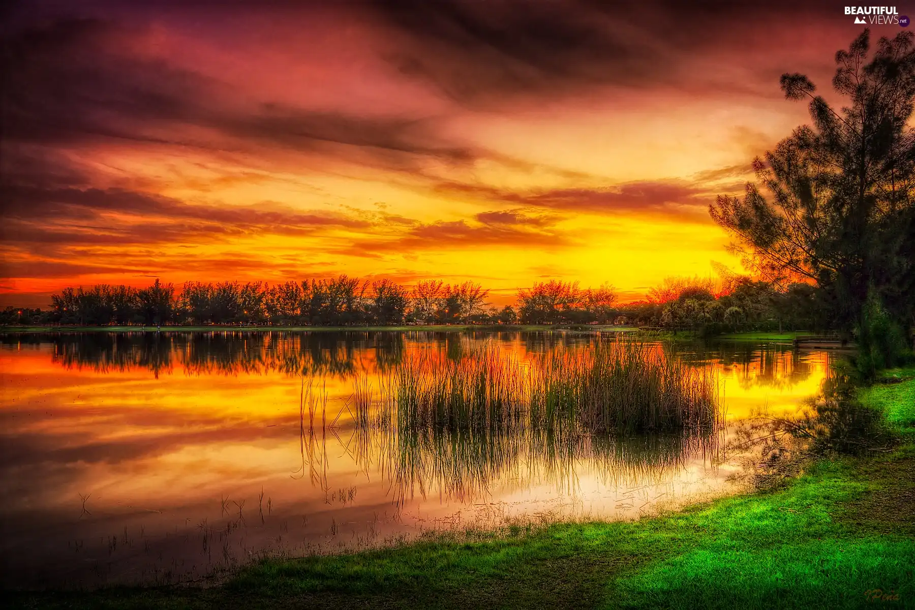 trees, lake, grass, west, viewes, Sun