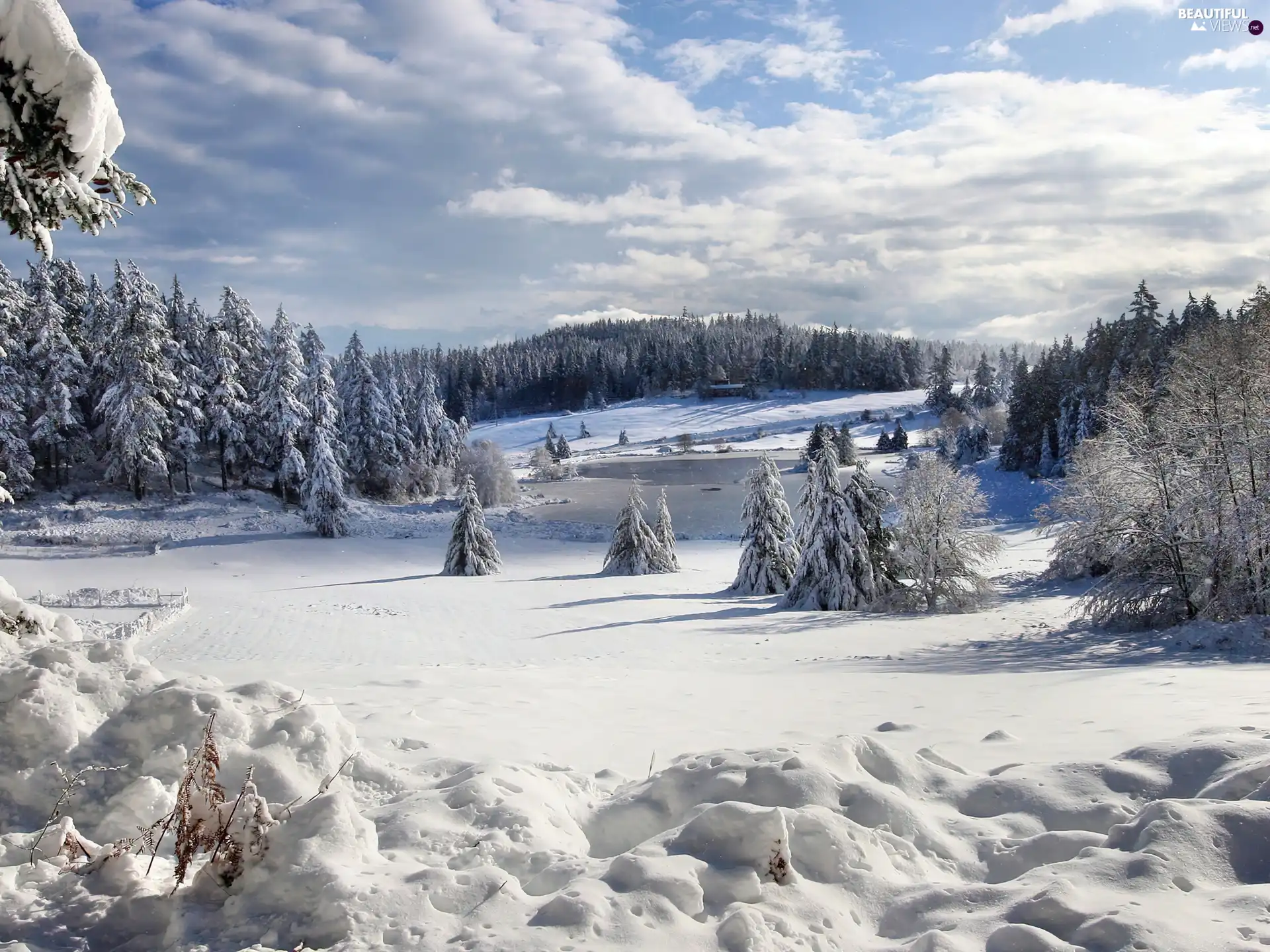 winter, frozen, lake, woods