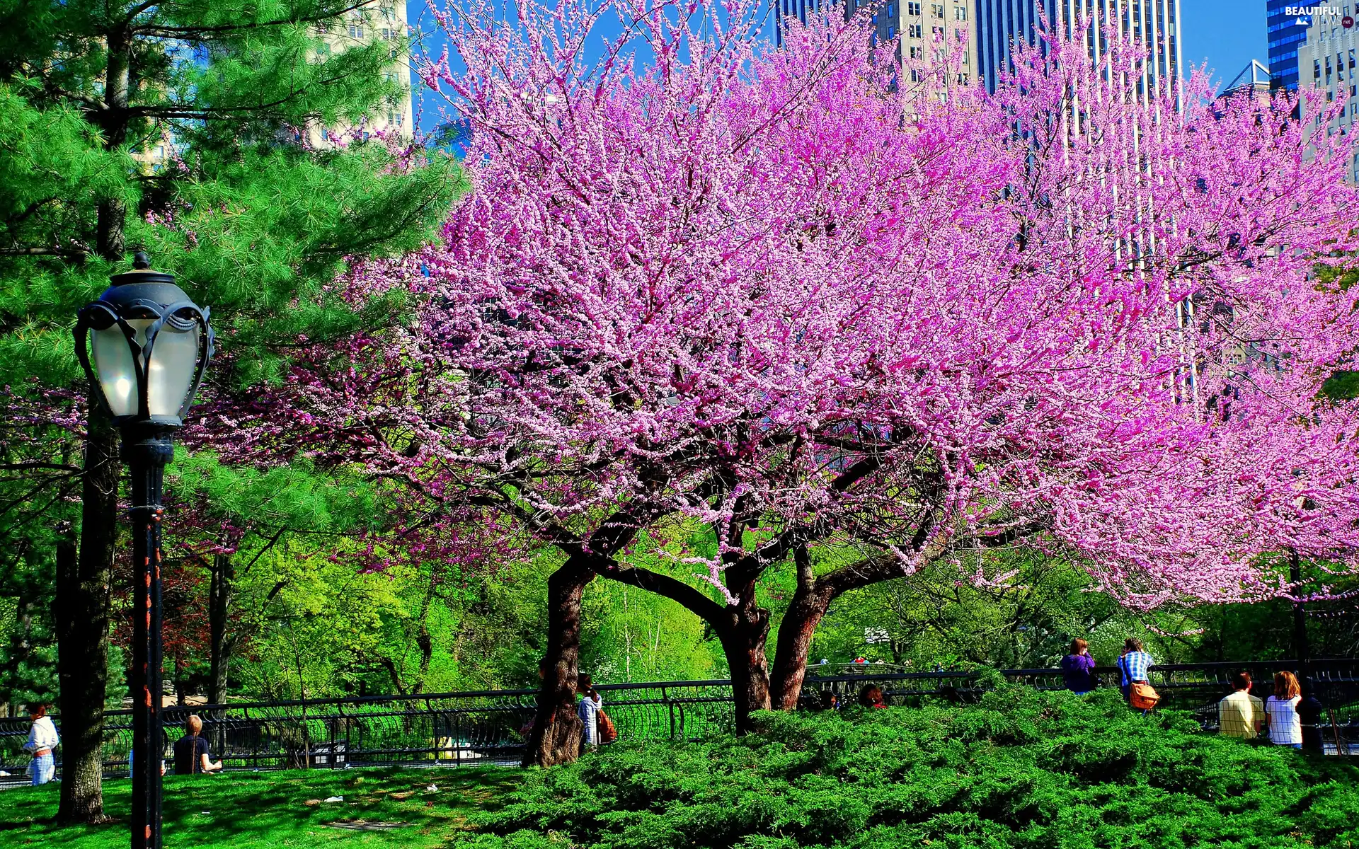 Park, viewes, Lamp, trees