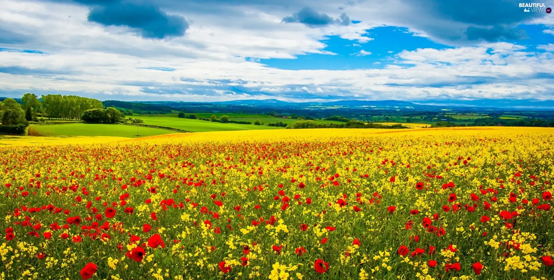 landscape, Meadow, papavers