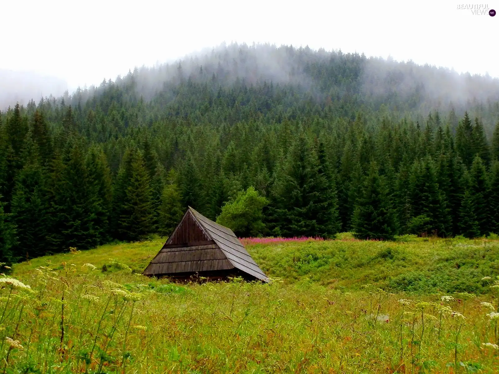 Mountains, nature, car in the meadow, hut, Tatras, landscape