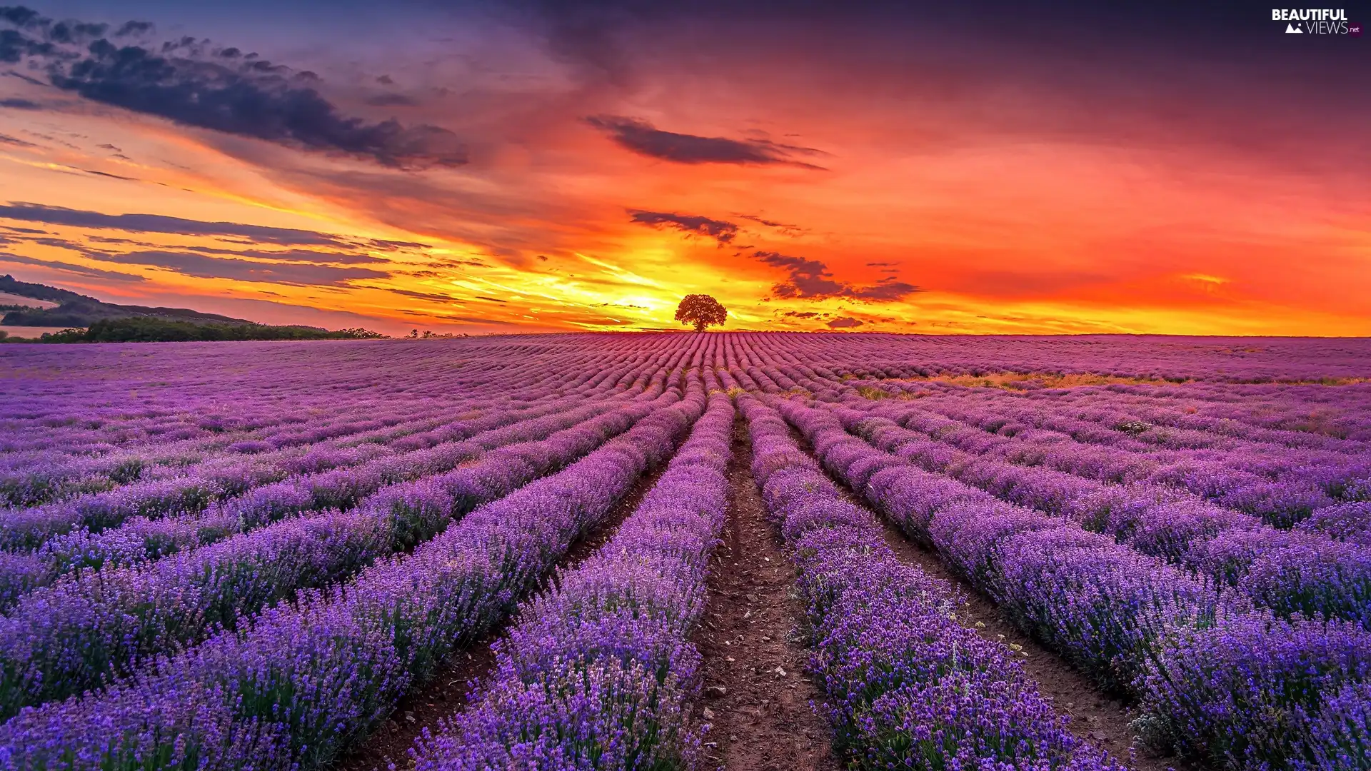 Great Sunsets, clouds, lavender, trees, Field