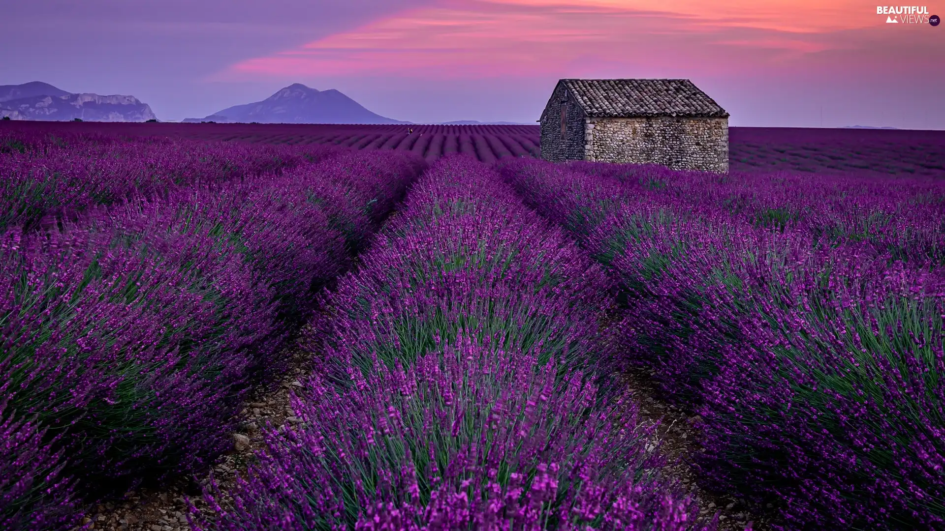Field, brick, house, lavender