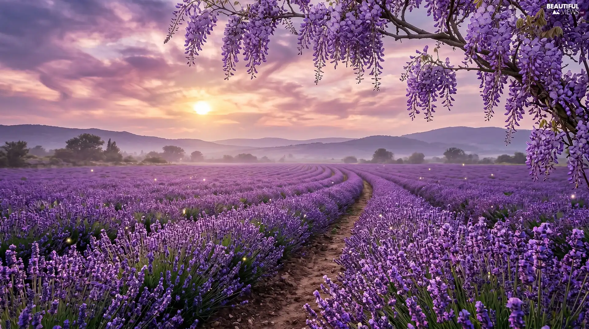 wistaria, Great Sunsets, lavender, trees, Field
