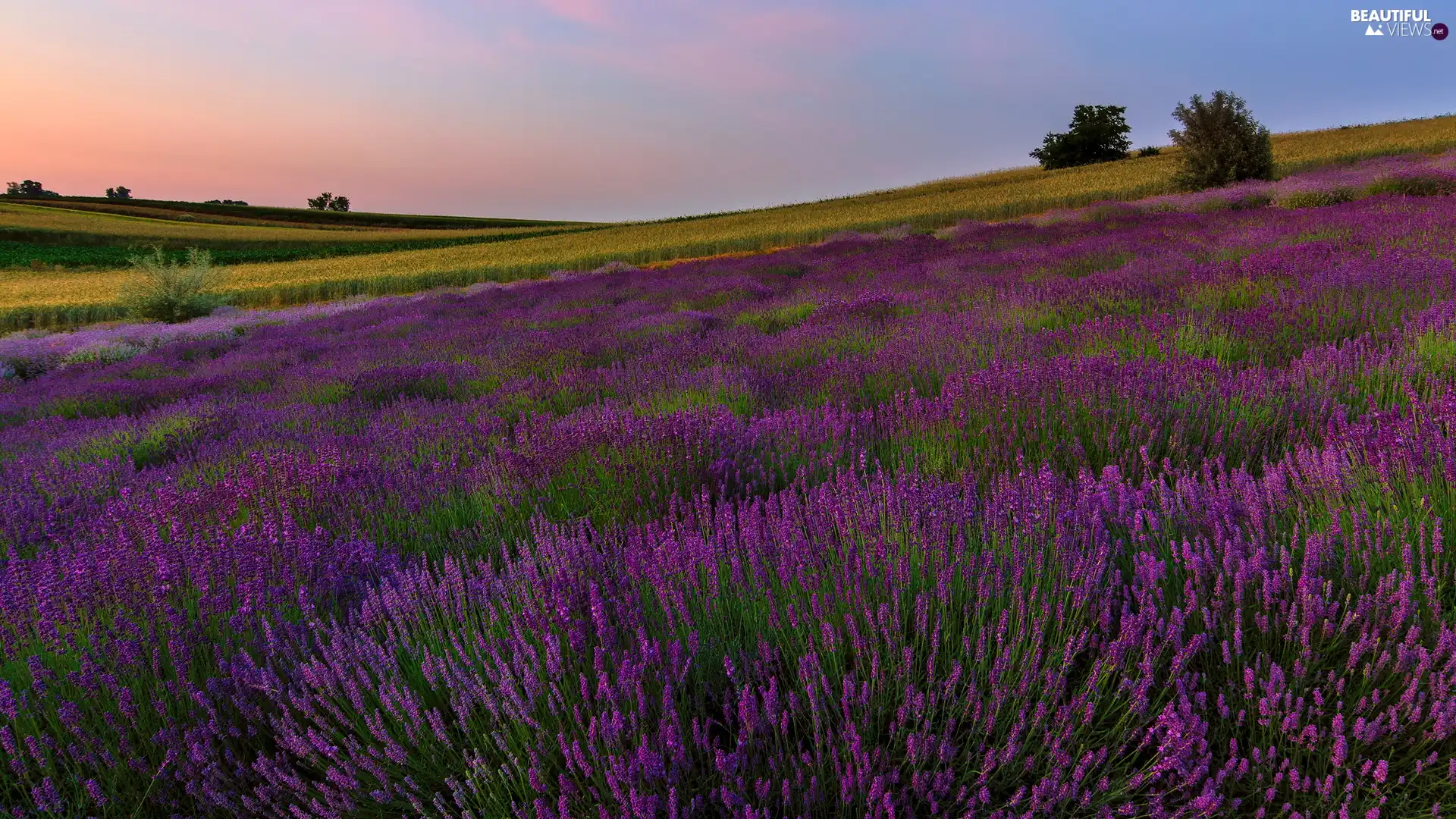 field, trees, viewes, lavender