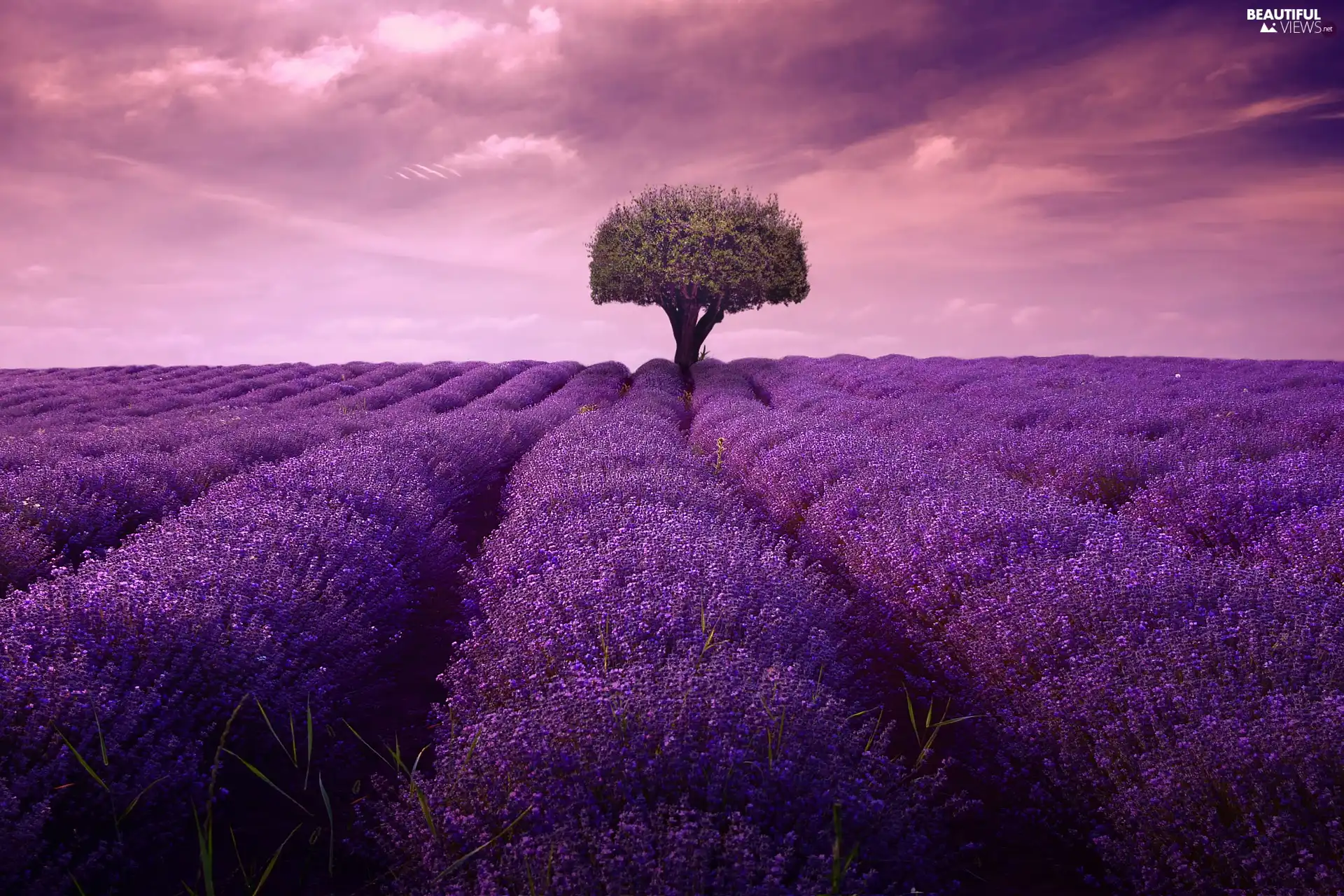 trees, Field, Sky, lavender