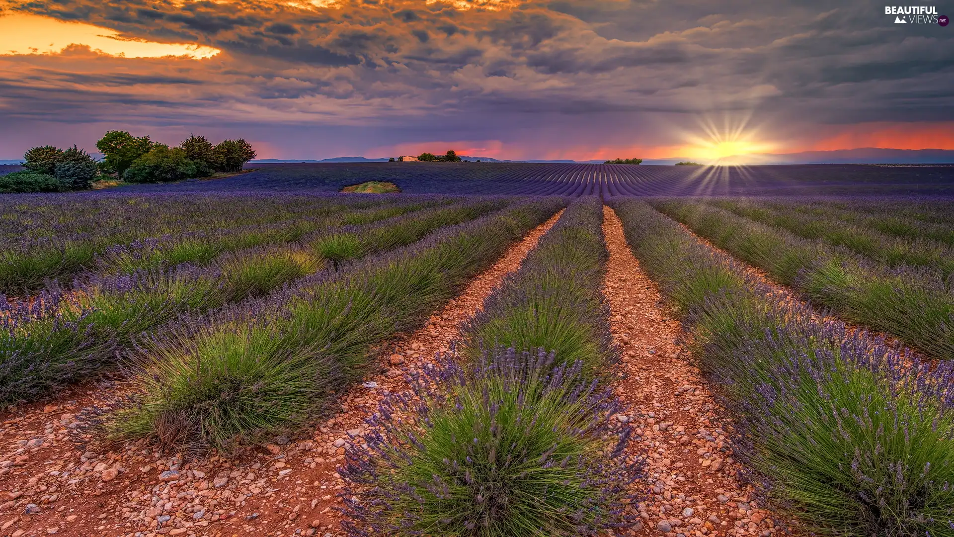 lavender, plantation, Field, trees, Provence, France, Great Sunsets, Valensole, viewes