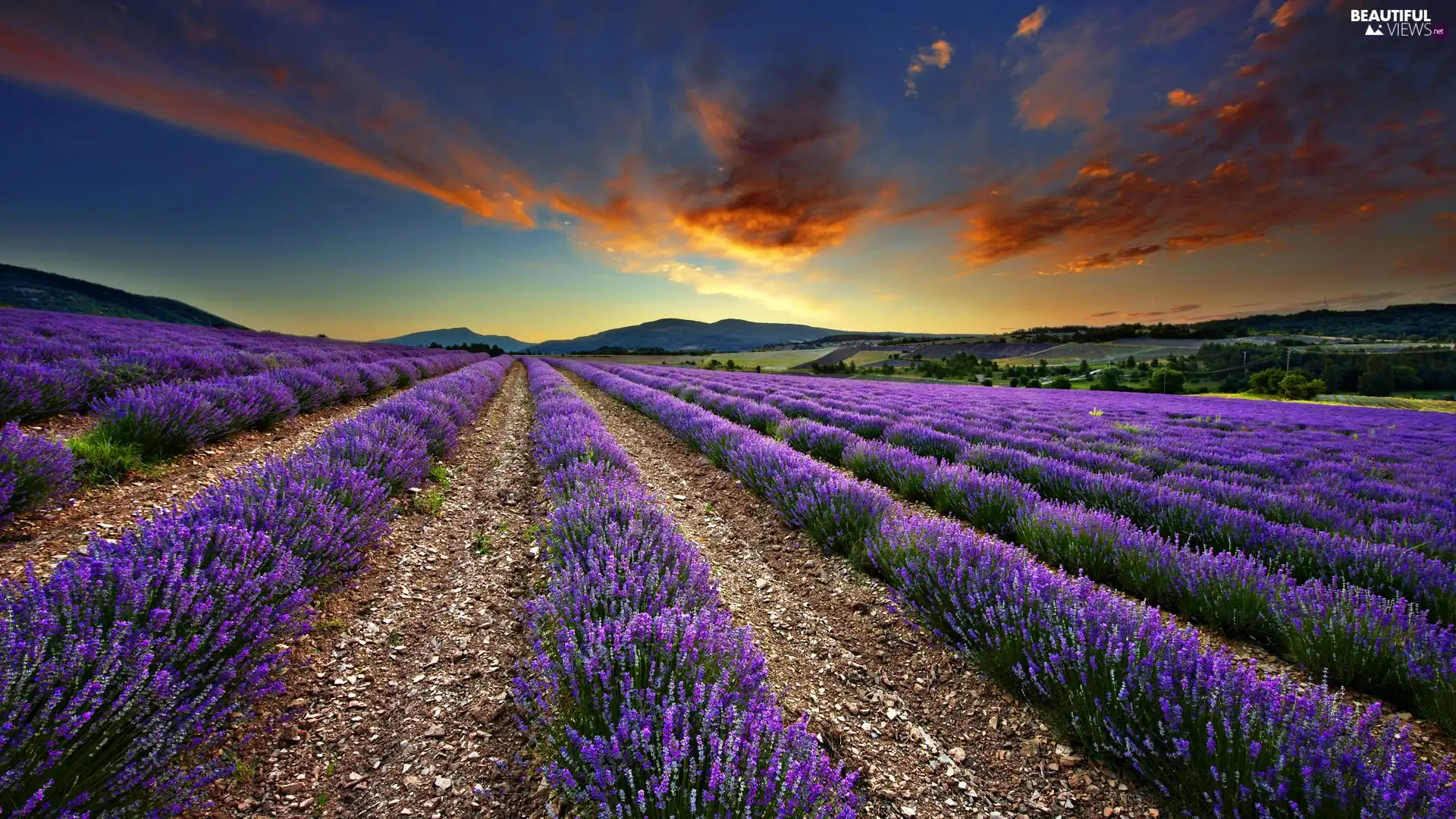 west, Field, lavender, sun
