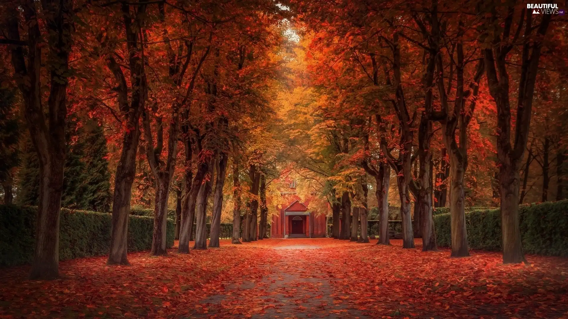 trees, Park, autumn, Leaf, viewes, alley