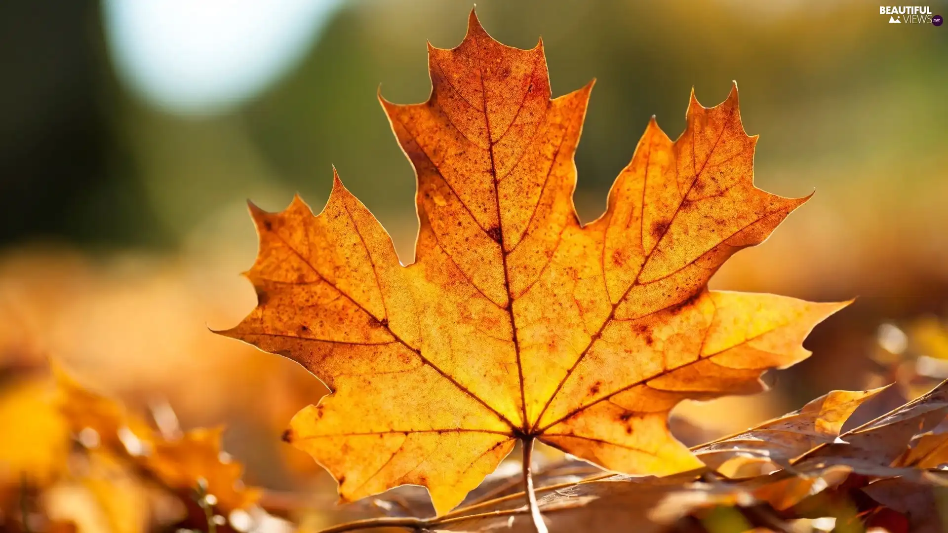 Autumn, leaf